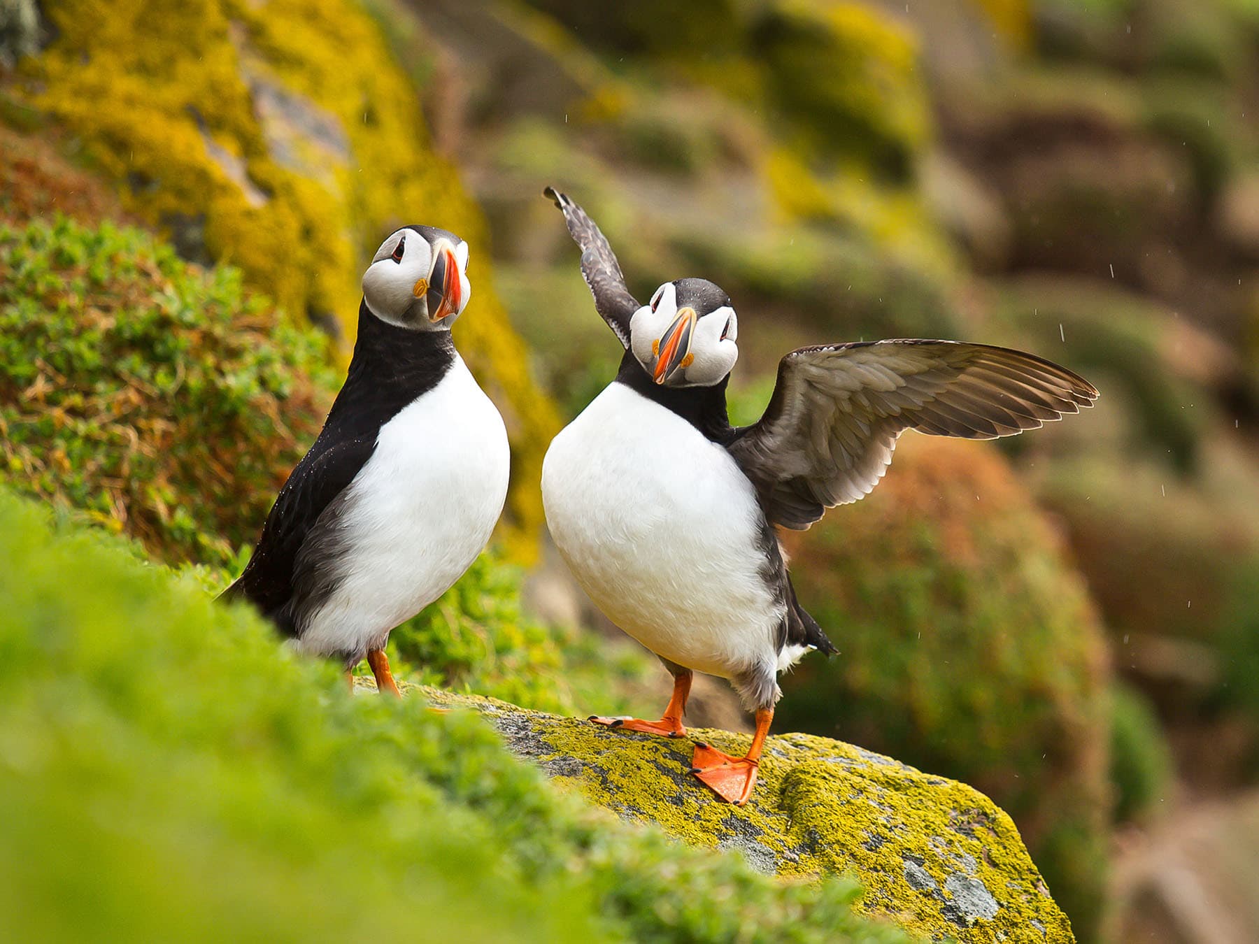 Pair of puffins