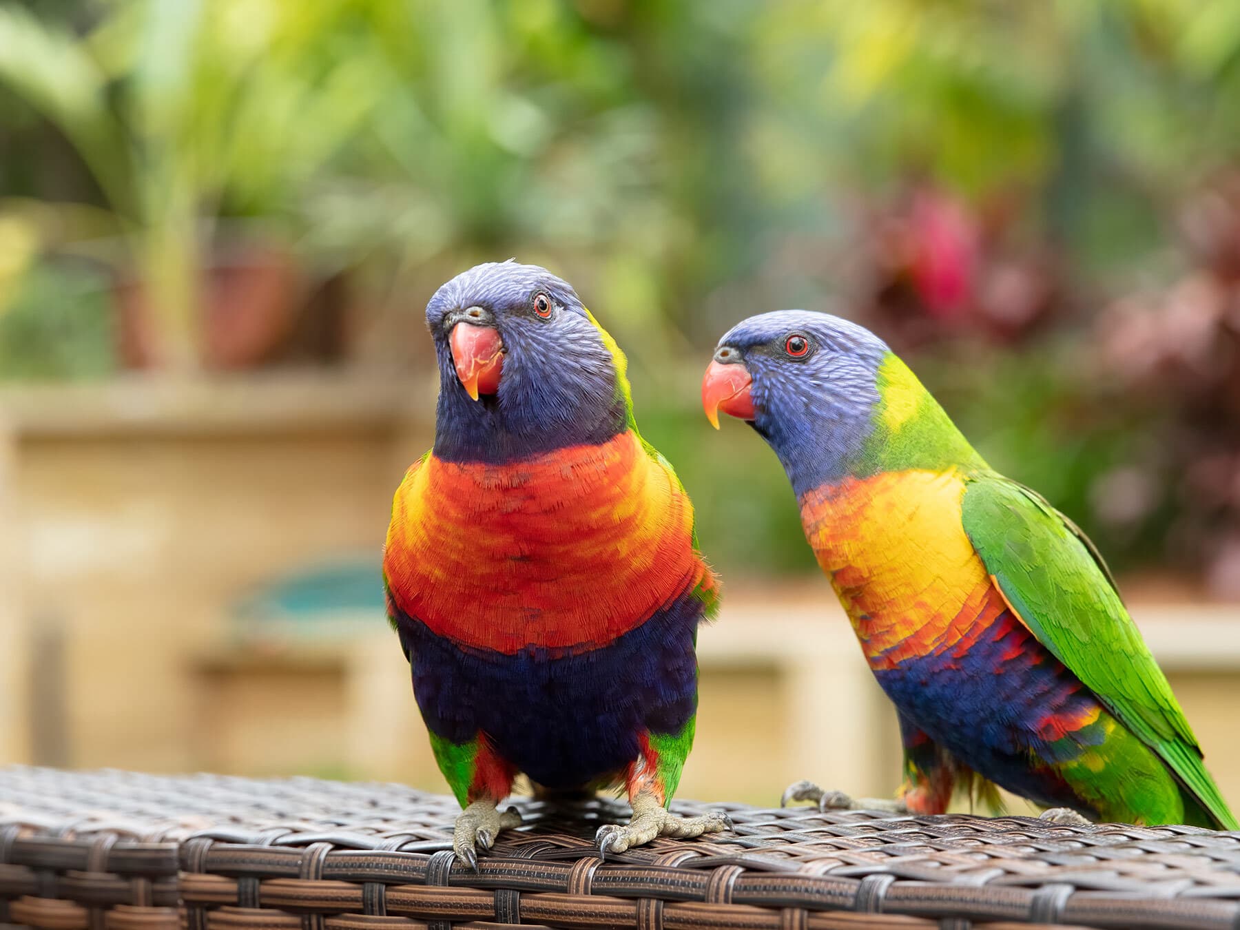 Pair of rainbow lorikeets