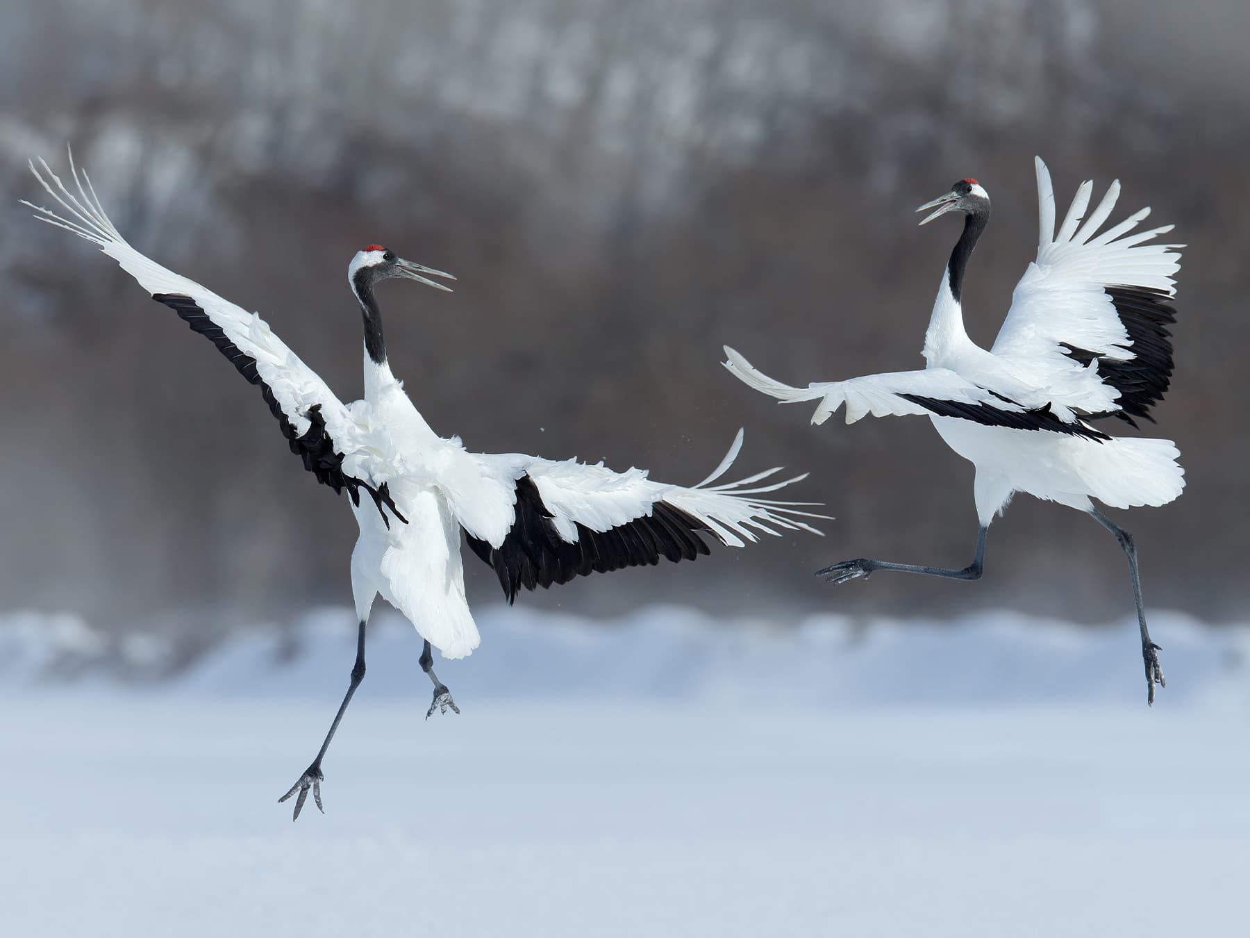 Pair of red crowned cranes performing mating dance