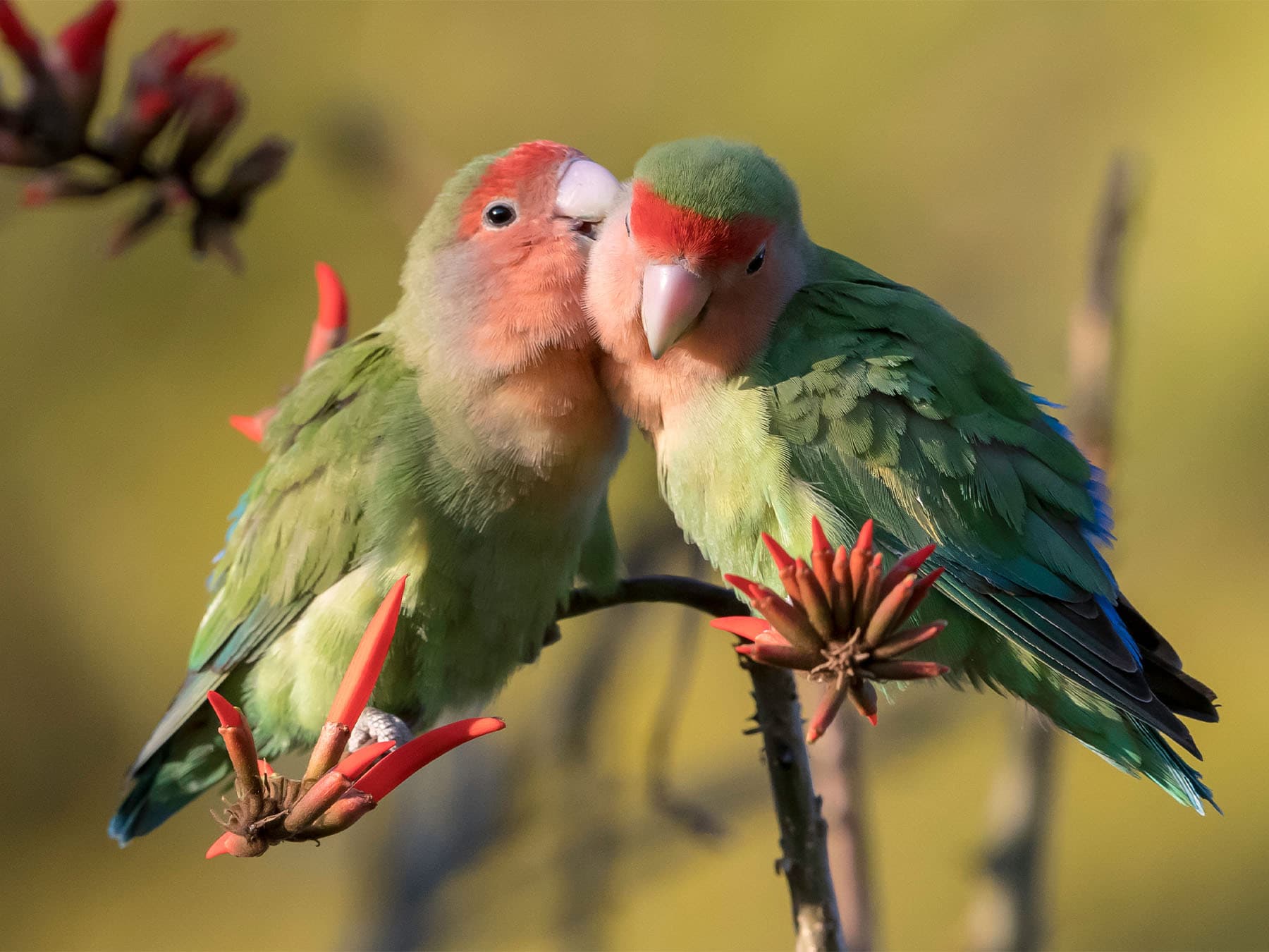 Pair of rosy faced lovebirds