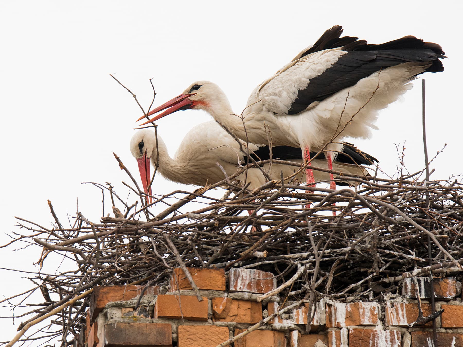 Pair of white stocks building nest on chimney stack