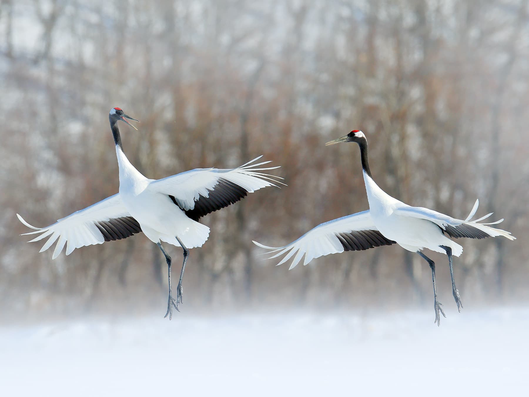 Pair red crowned crane in courtship
