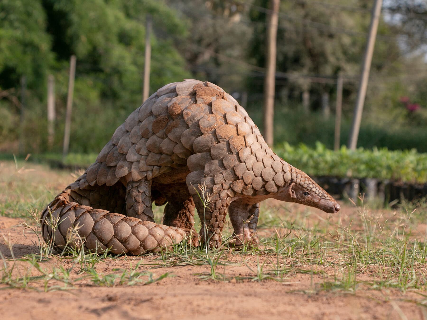 Pangolin