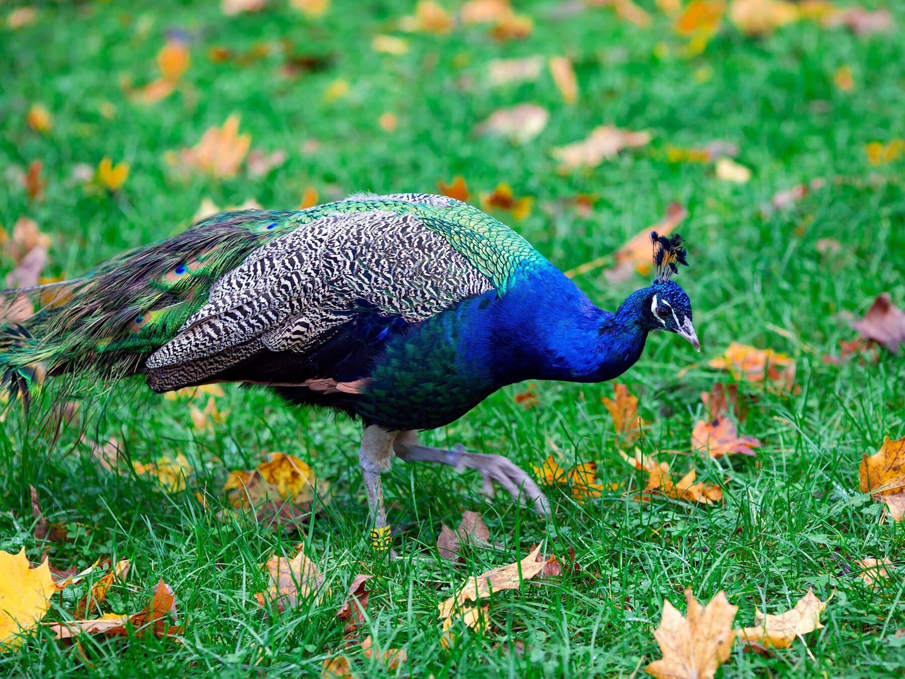 Peacock foraging