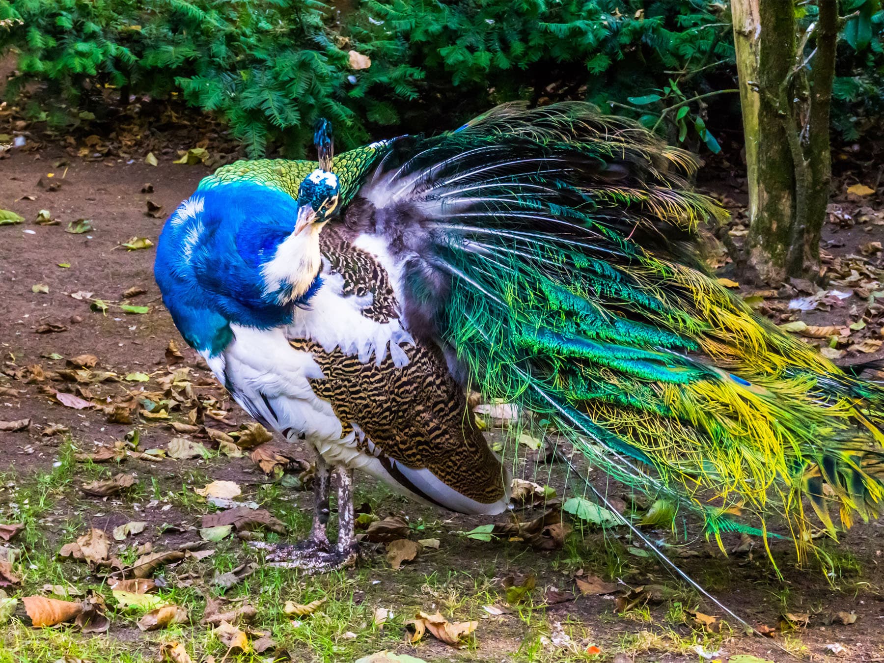 Peacock preening