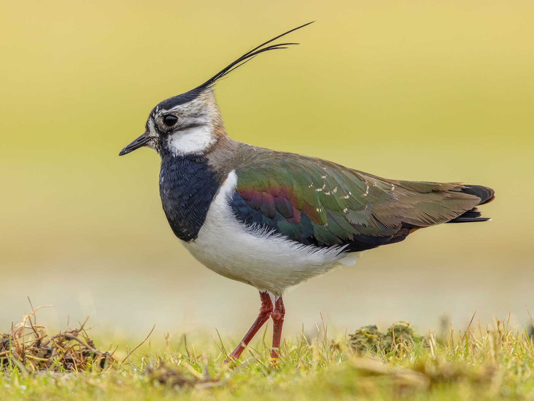 They are known as Peewits due to their characteristic call