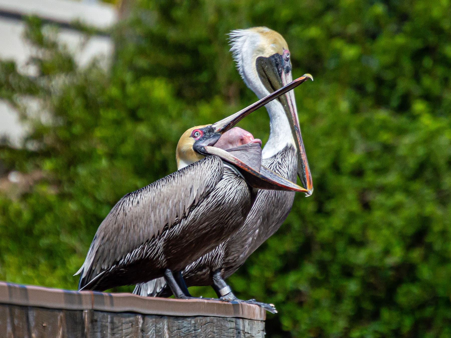 Pelican cooling off