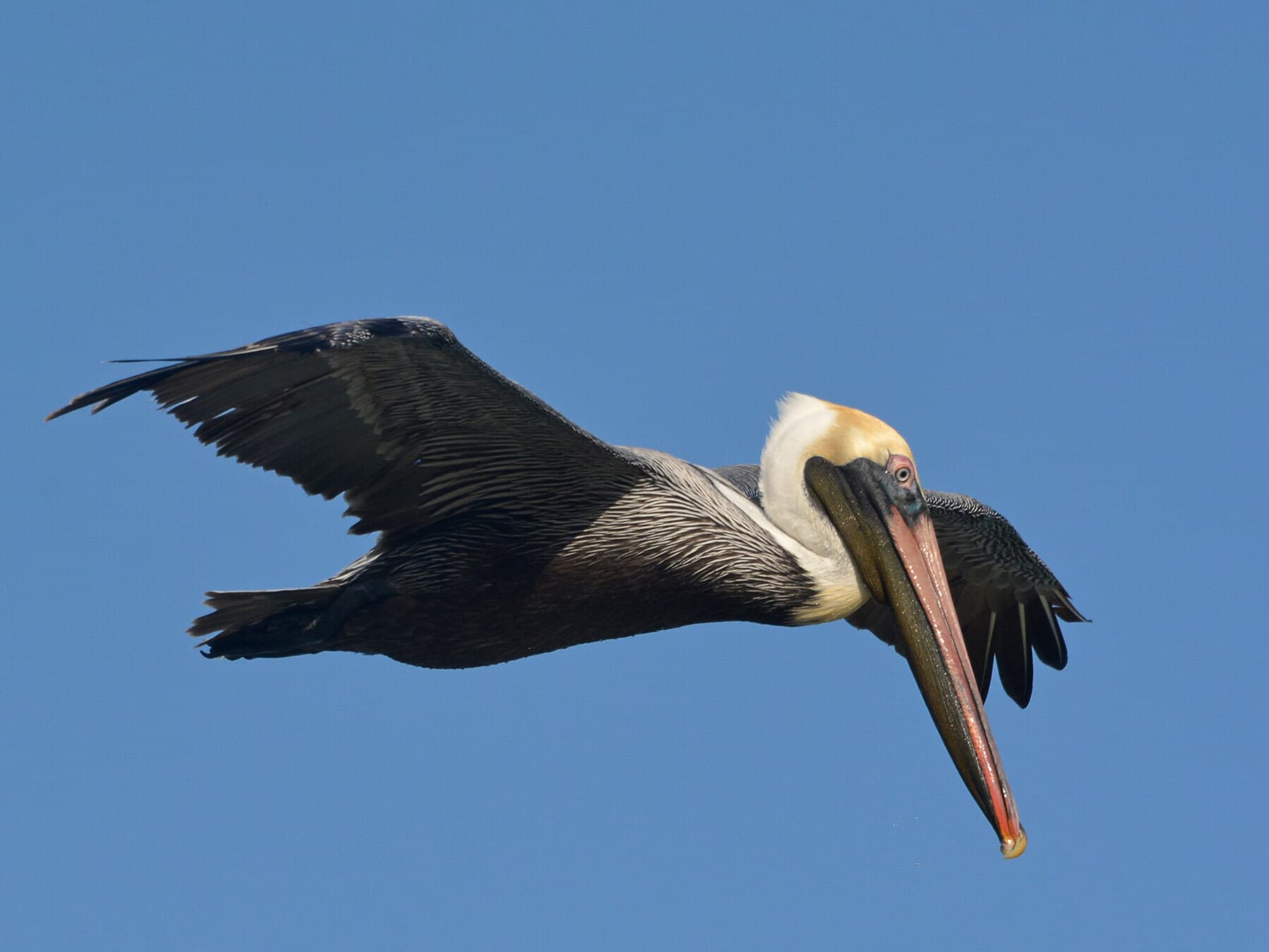 Pelican in flight