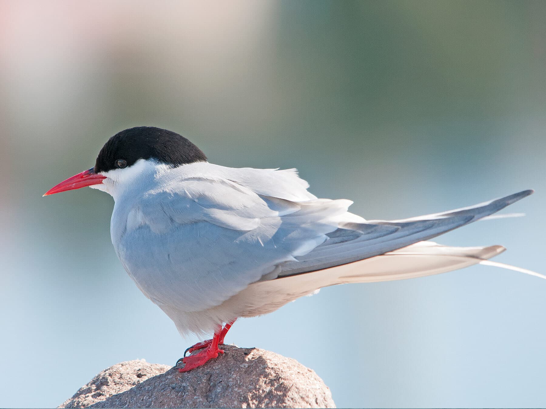 Perched arctic tern