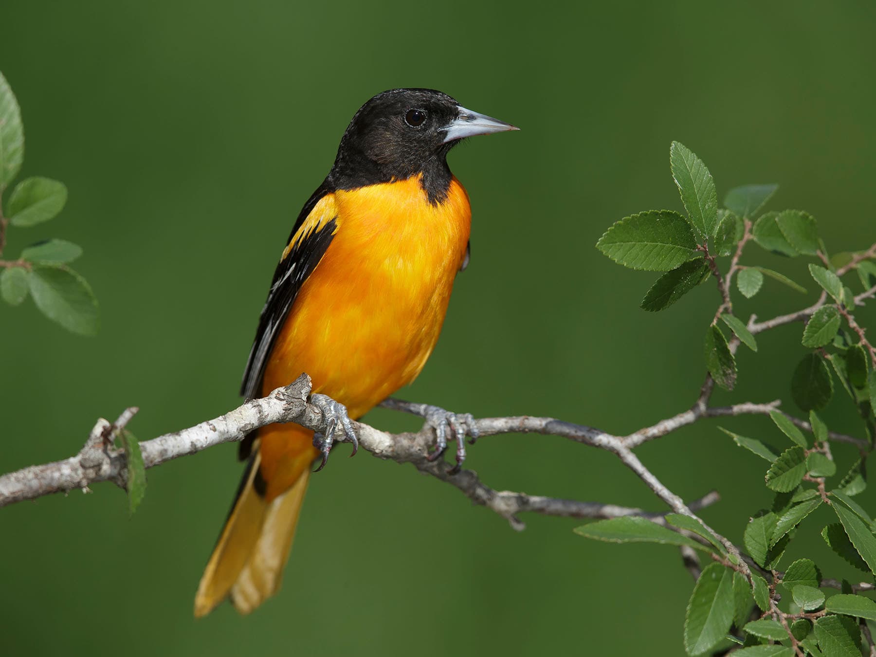 Perched baltimore oriole