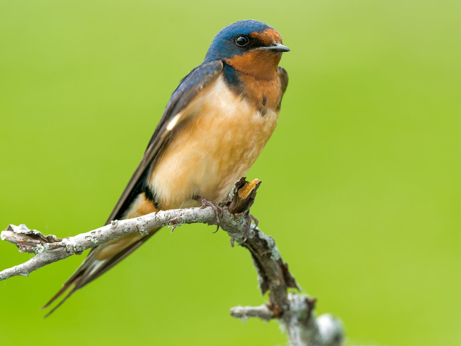 Perched barn swallow