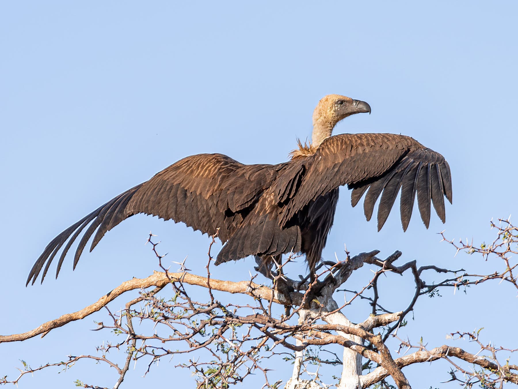 Perched vulture open wings