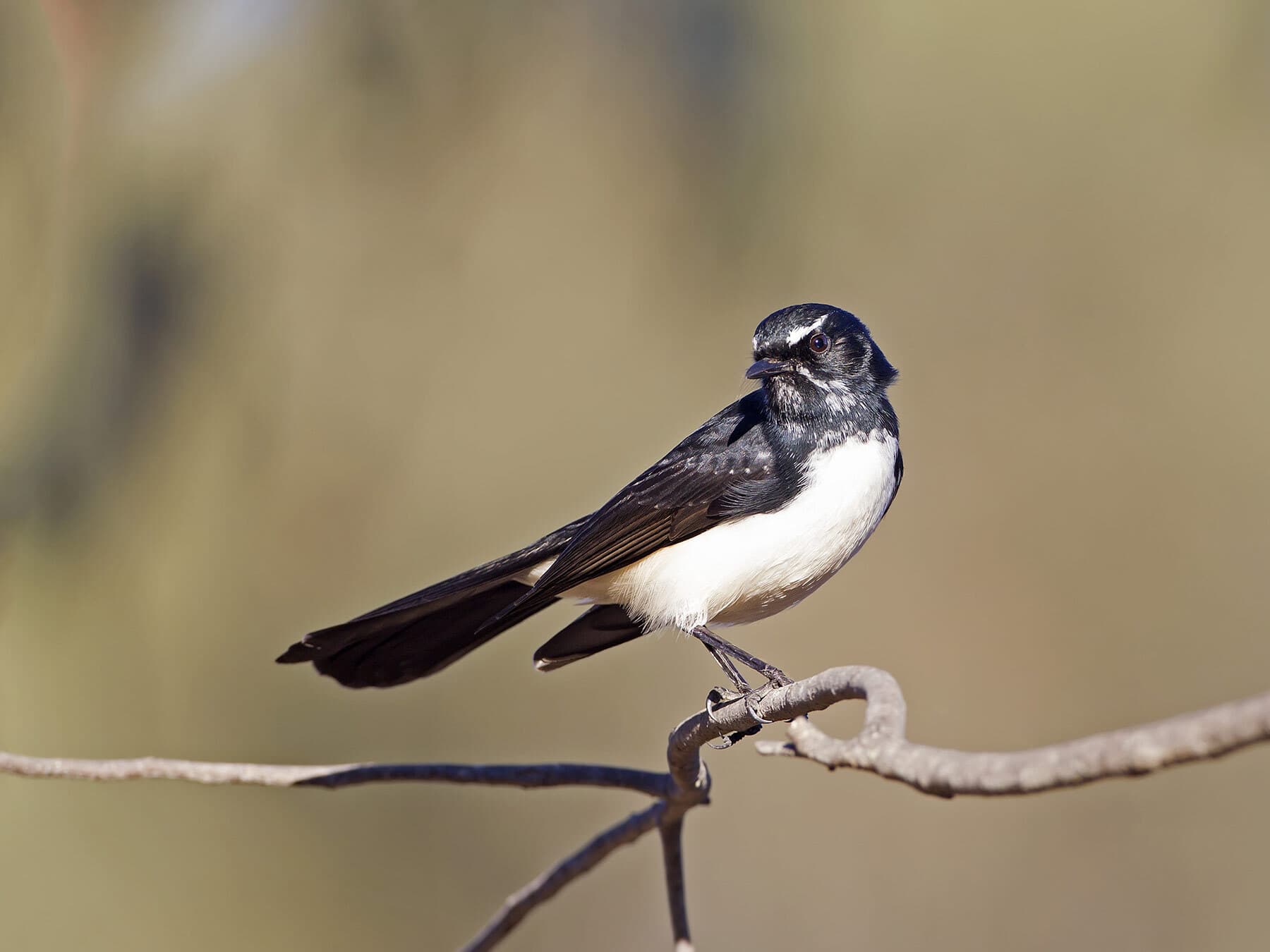Perched willie wagtail