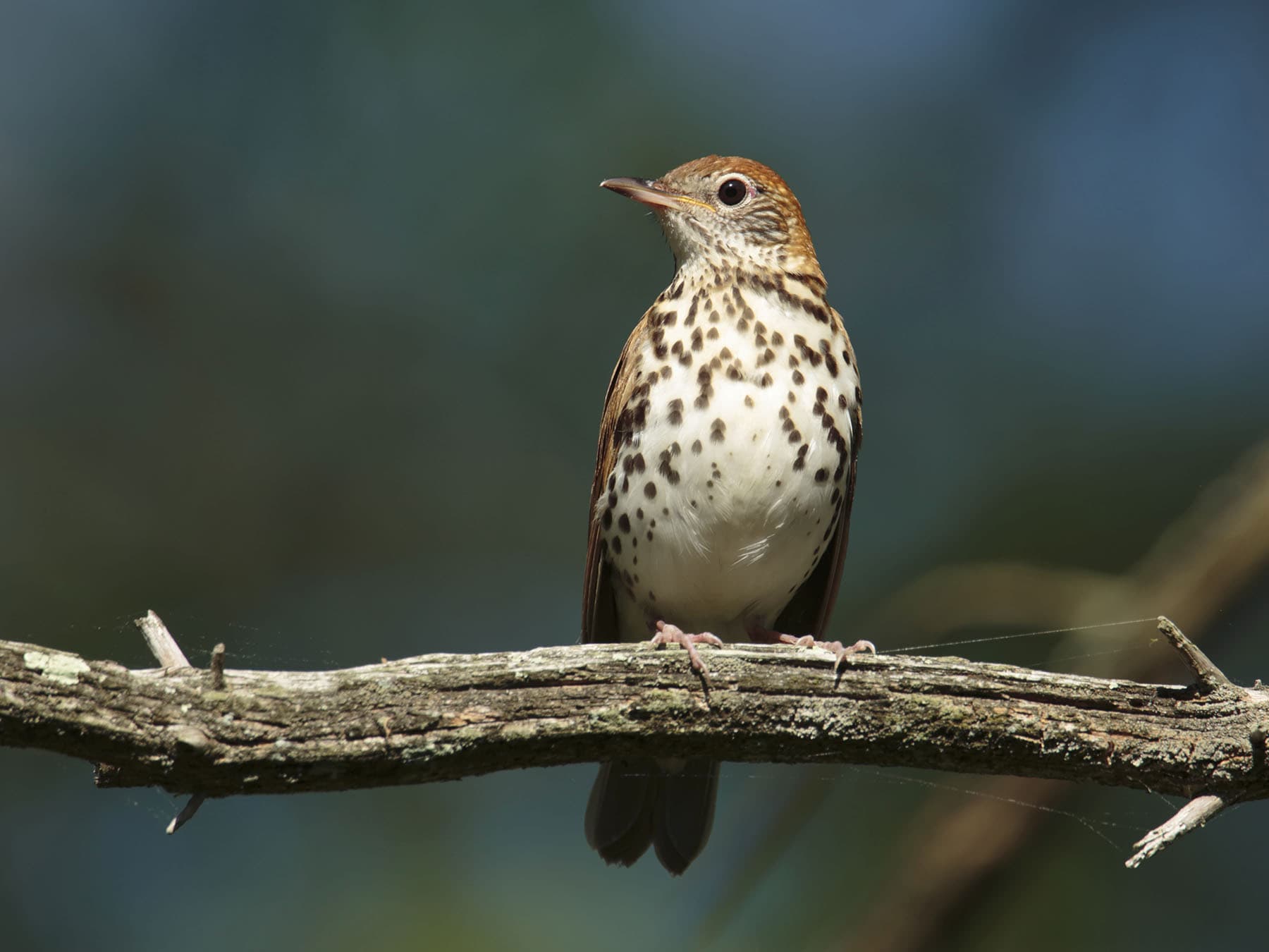 Perched wood thrush