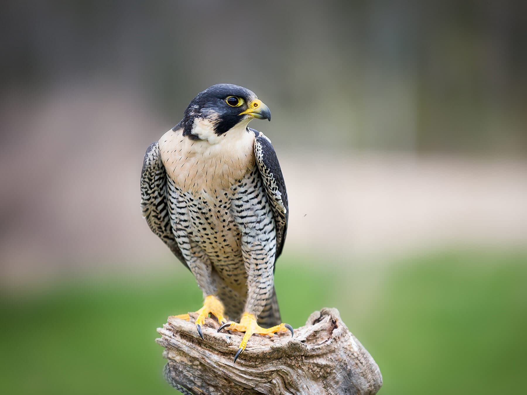 Peregrine falcon close up