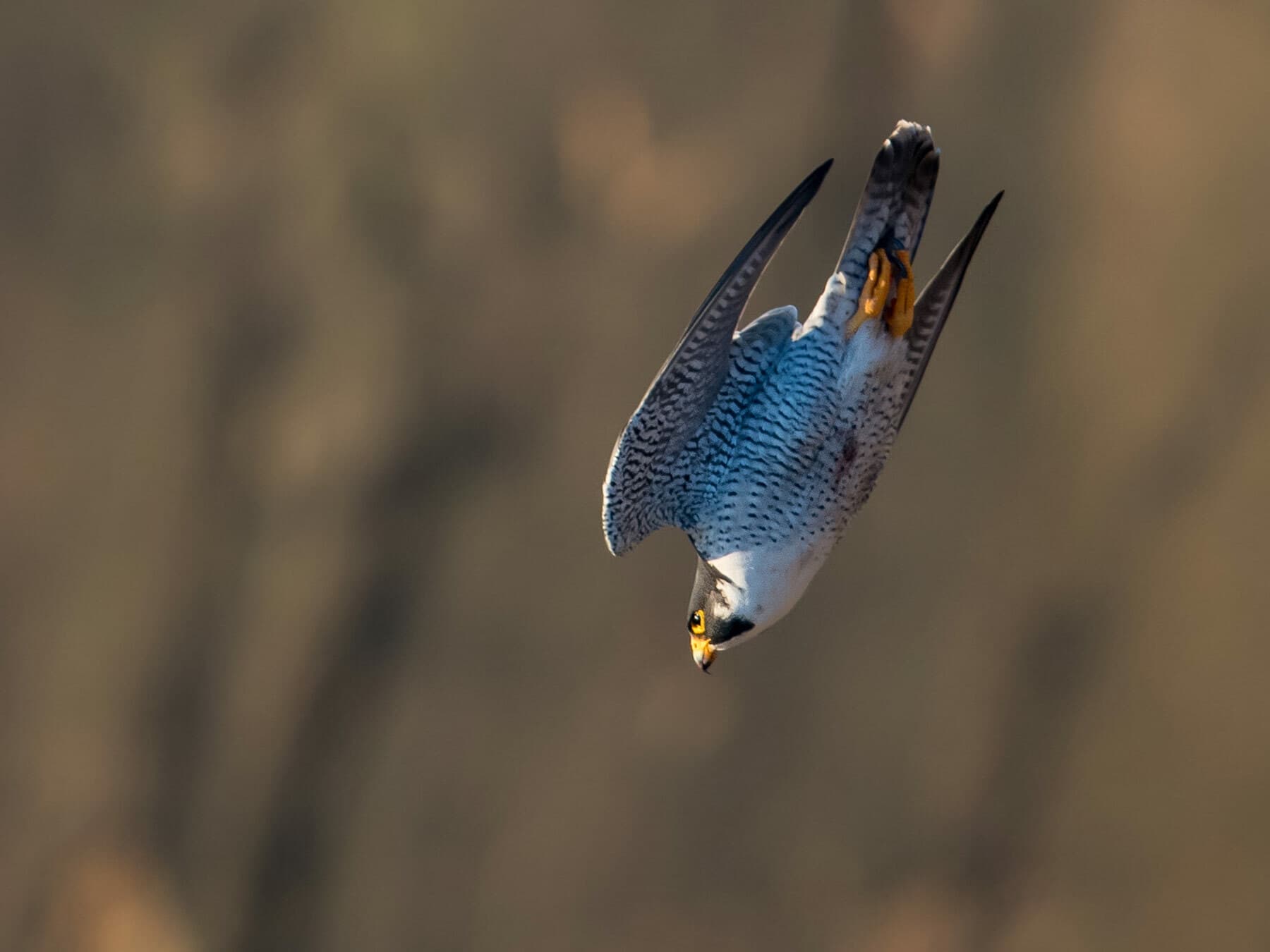 Peregrine falcon diving