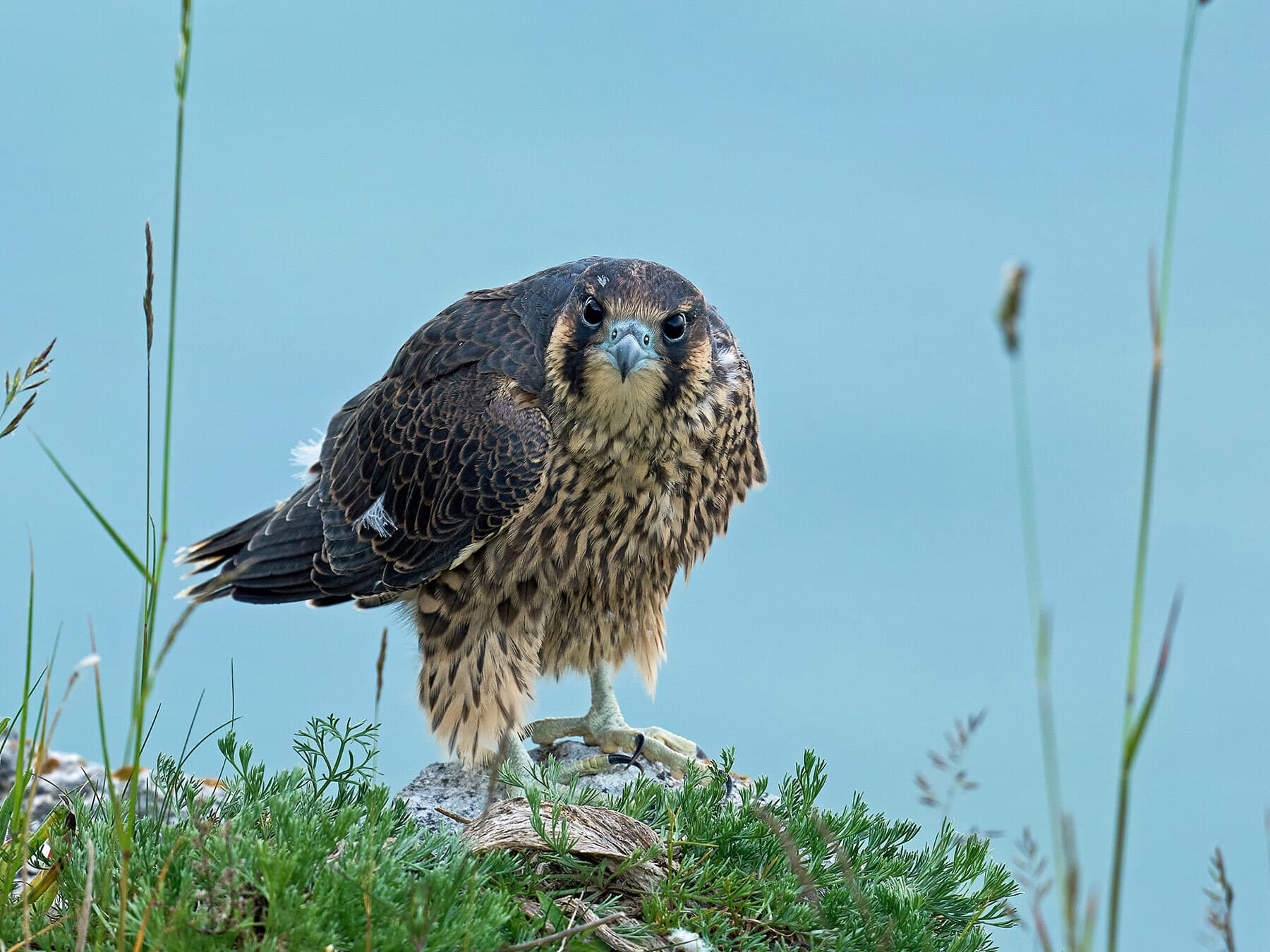 Peregrine falcon juvenile