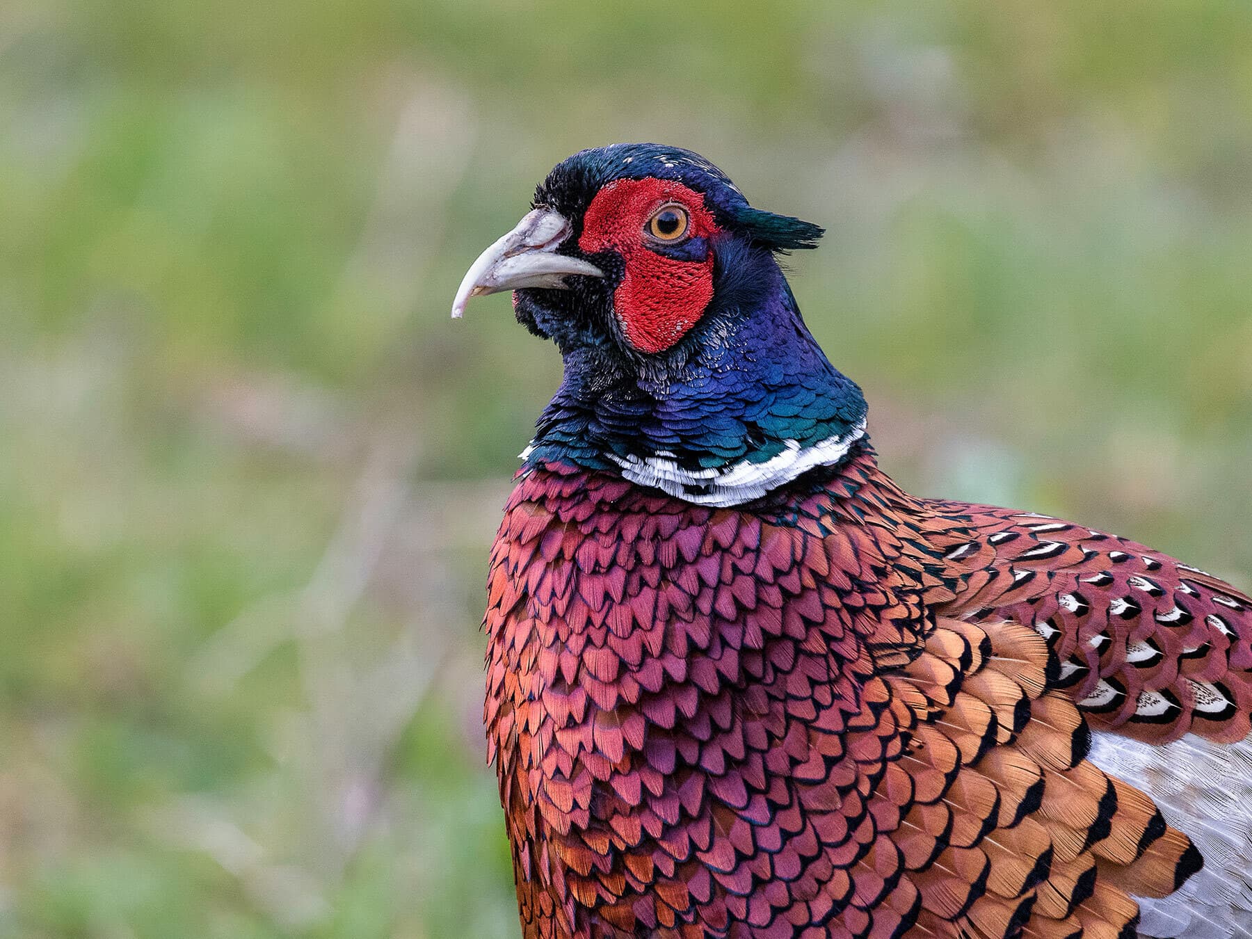 Common Pheasant
