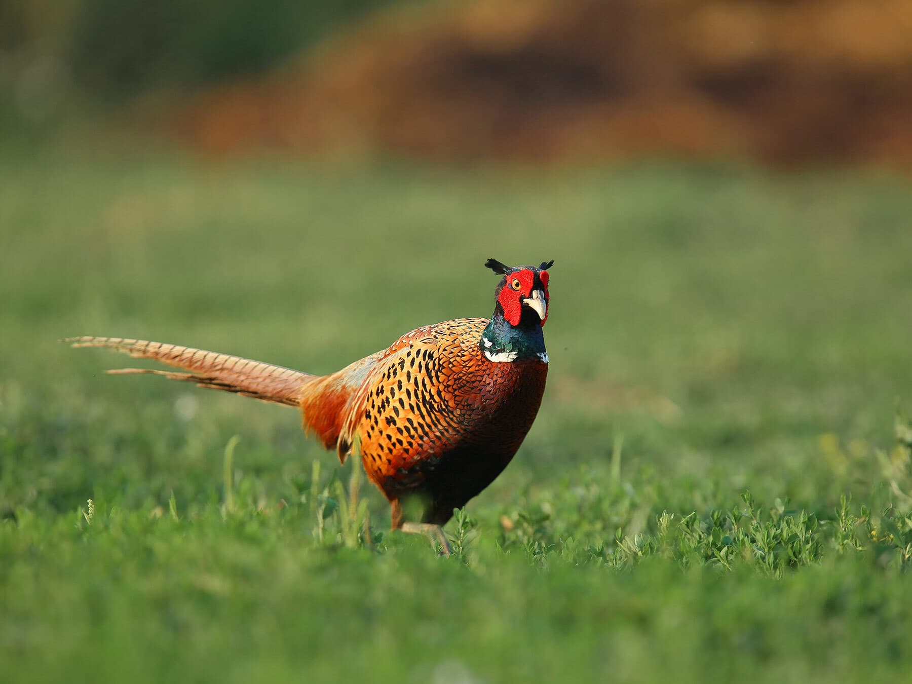 Pheasant foraging
