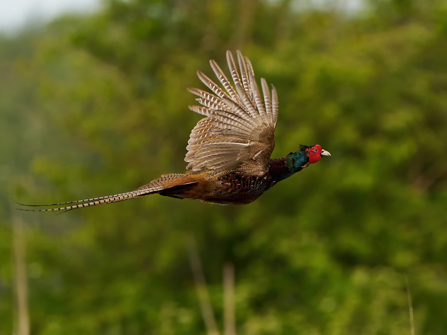 Pheasant in flight