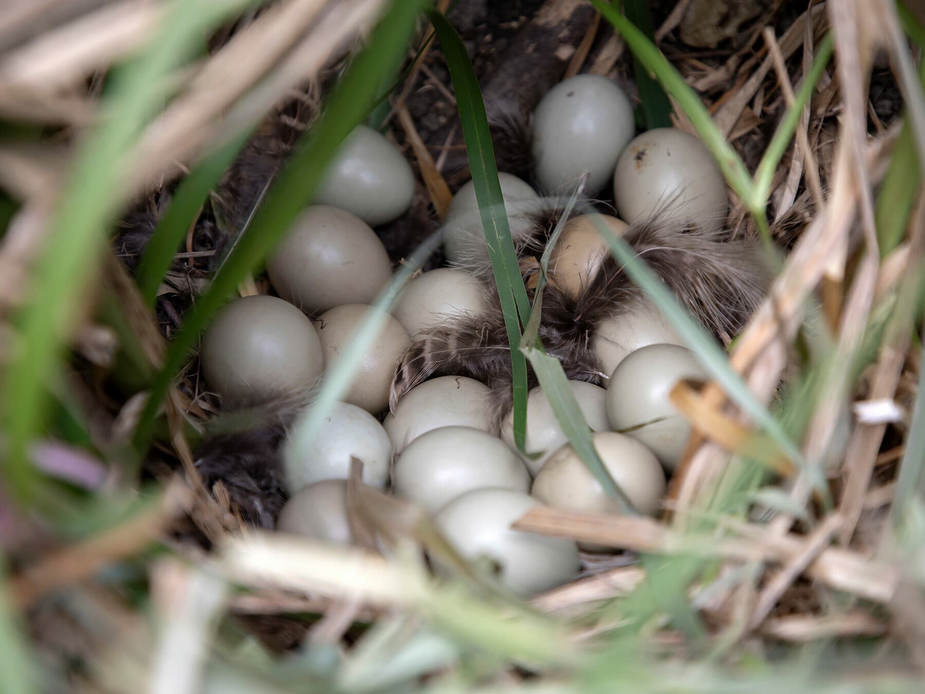 Pheasant nest