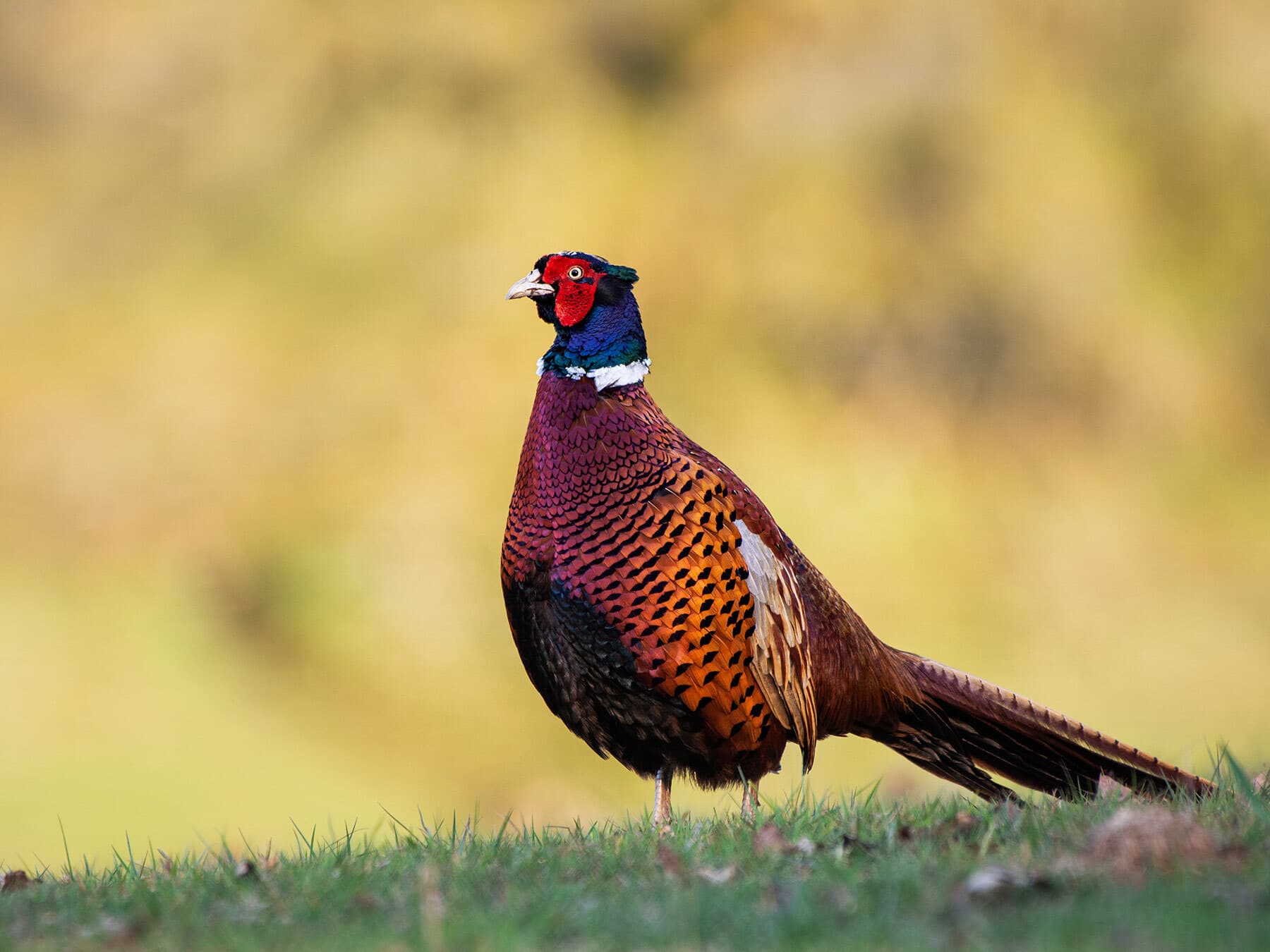 Pheasant Nesting (Behaviour, Eggs, Location + FAQs)