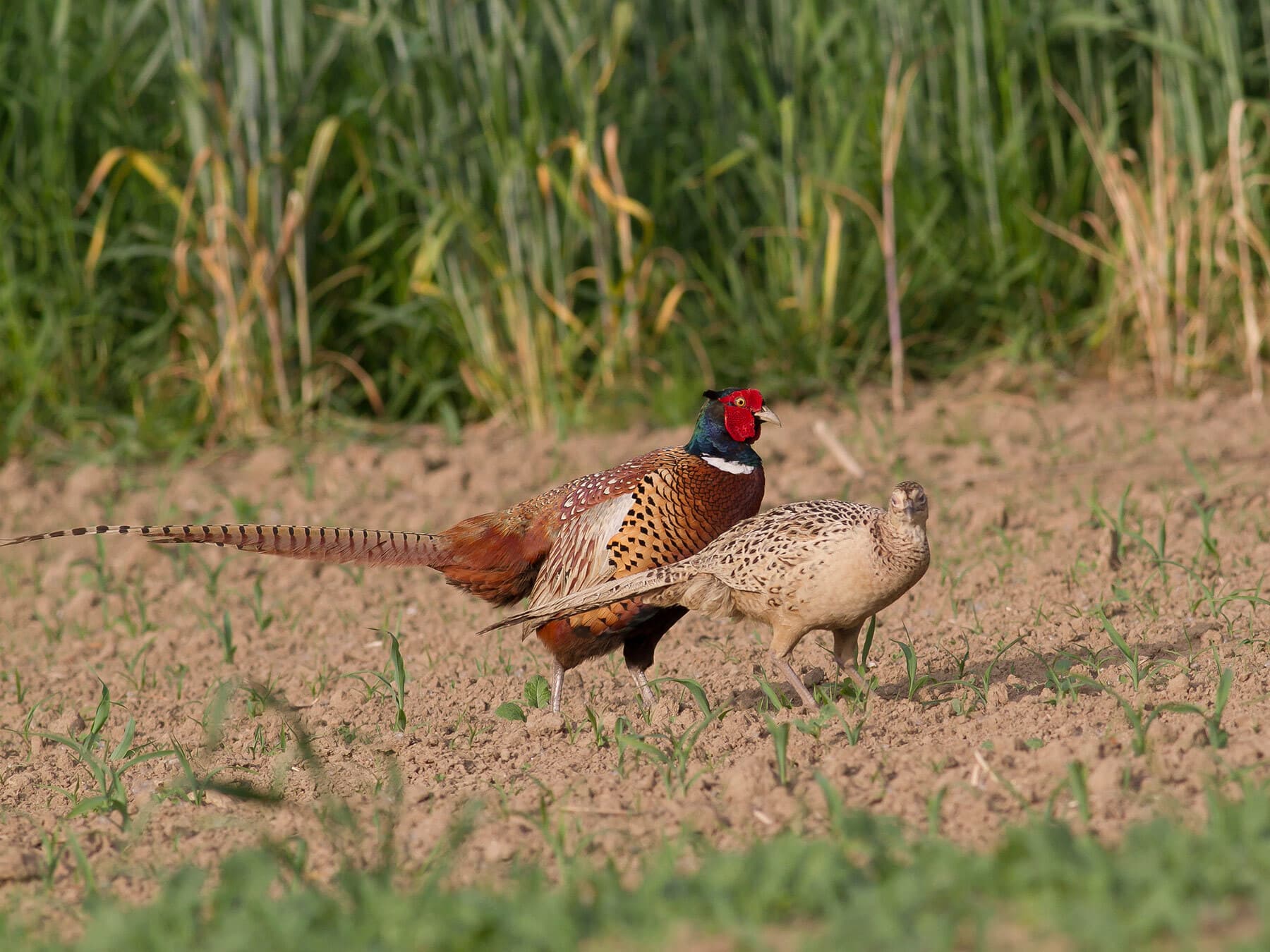 Pheasants in breeding season