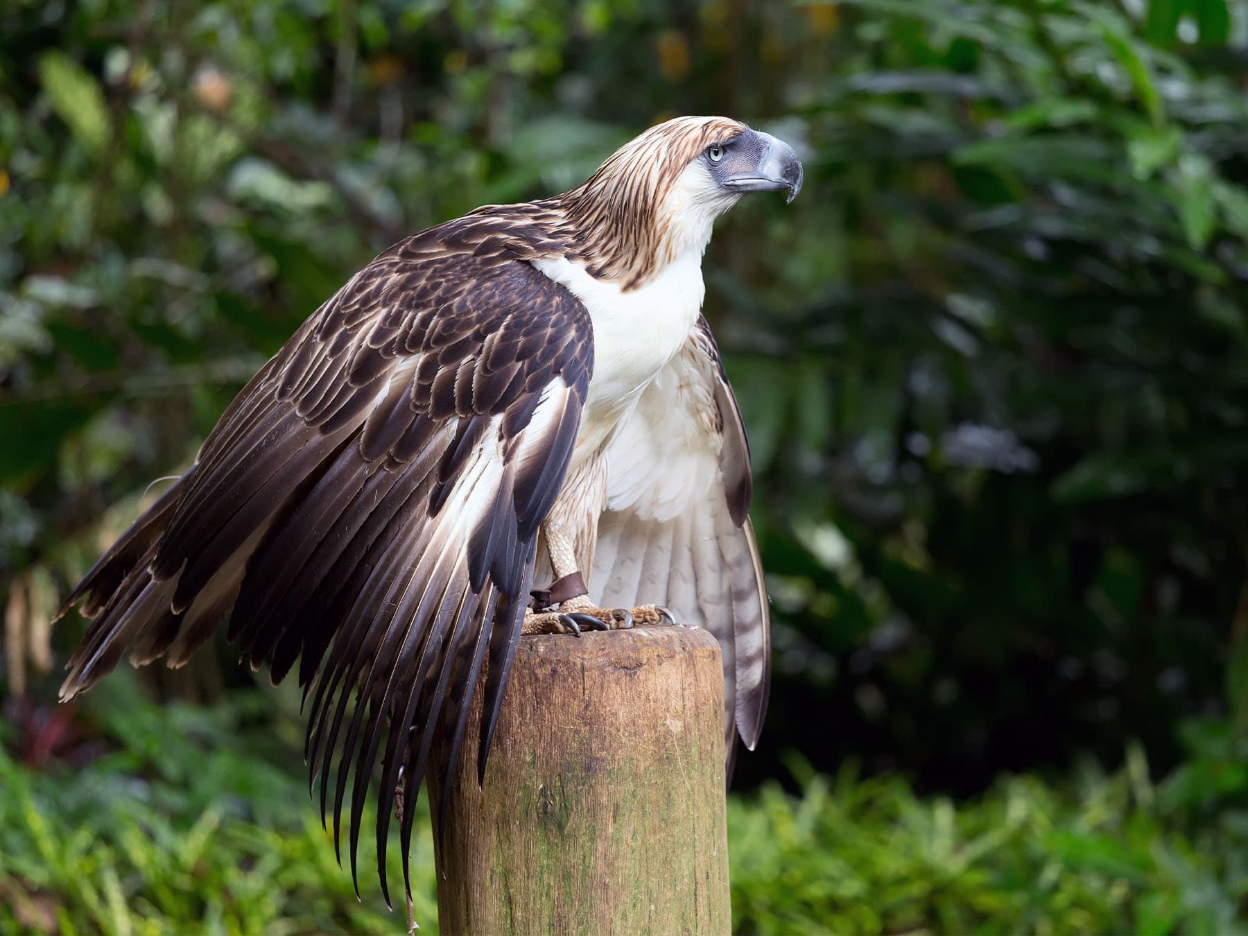 Philippine Eagle perched on top of a wooden post