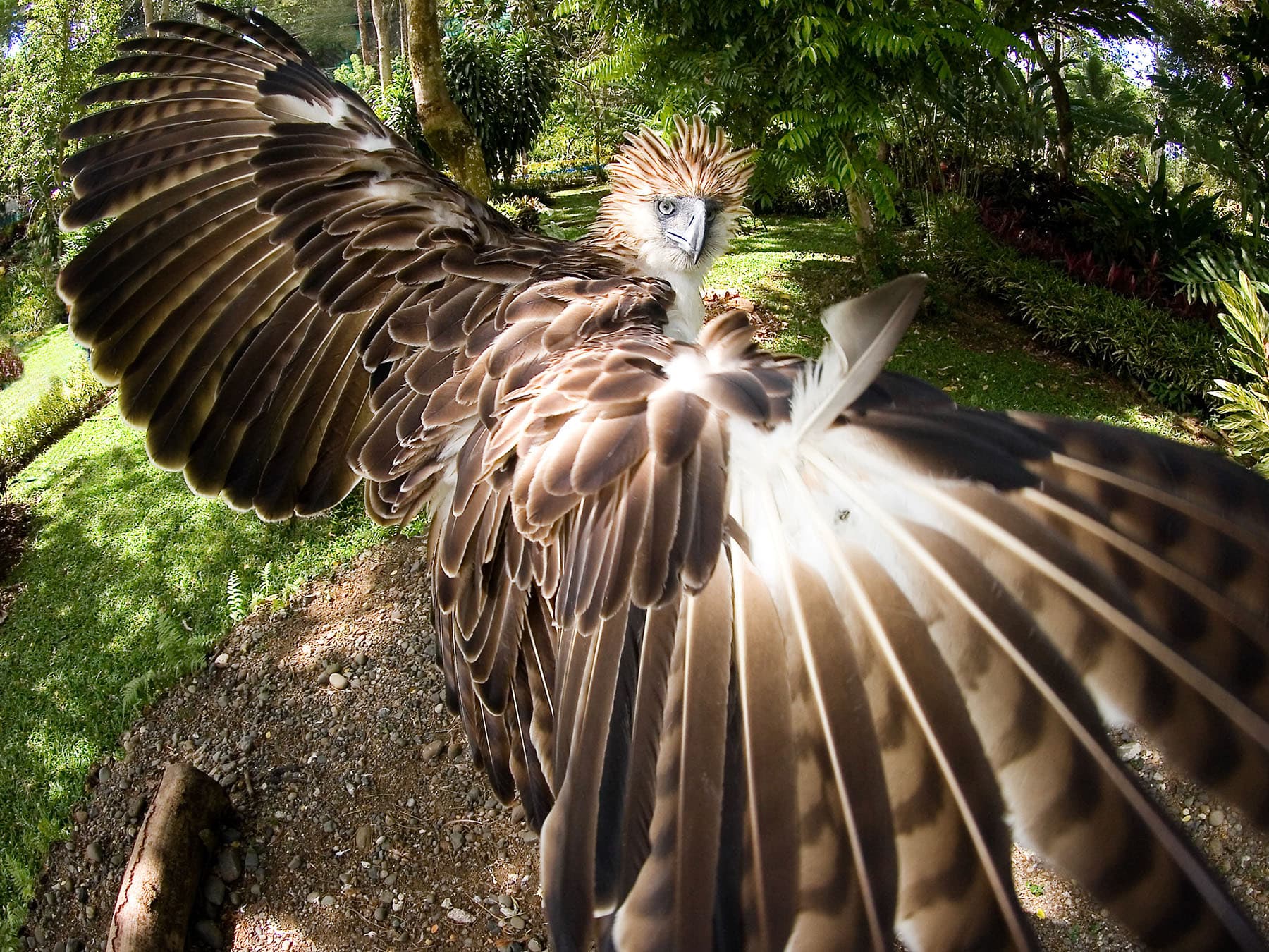 Philippine eagle wingspan