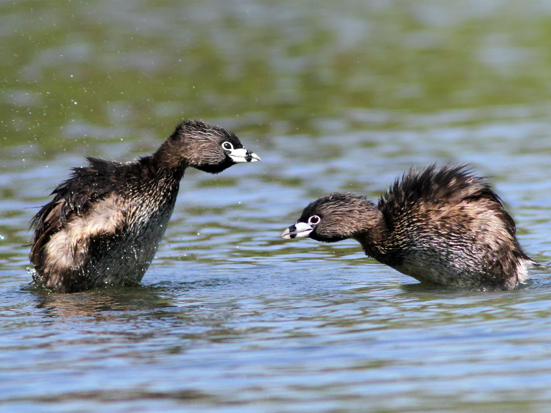 Pair of Pied-billed Grebes during the breeding season