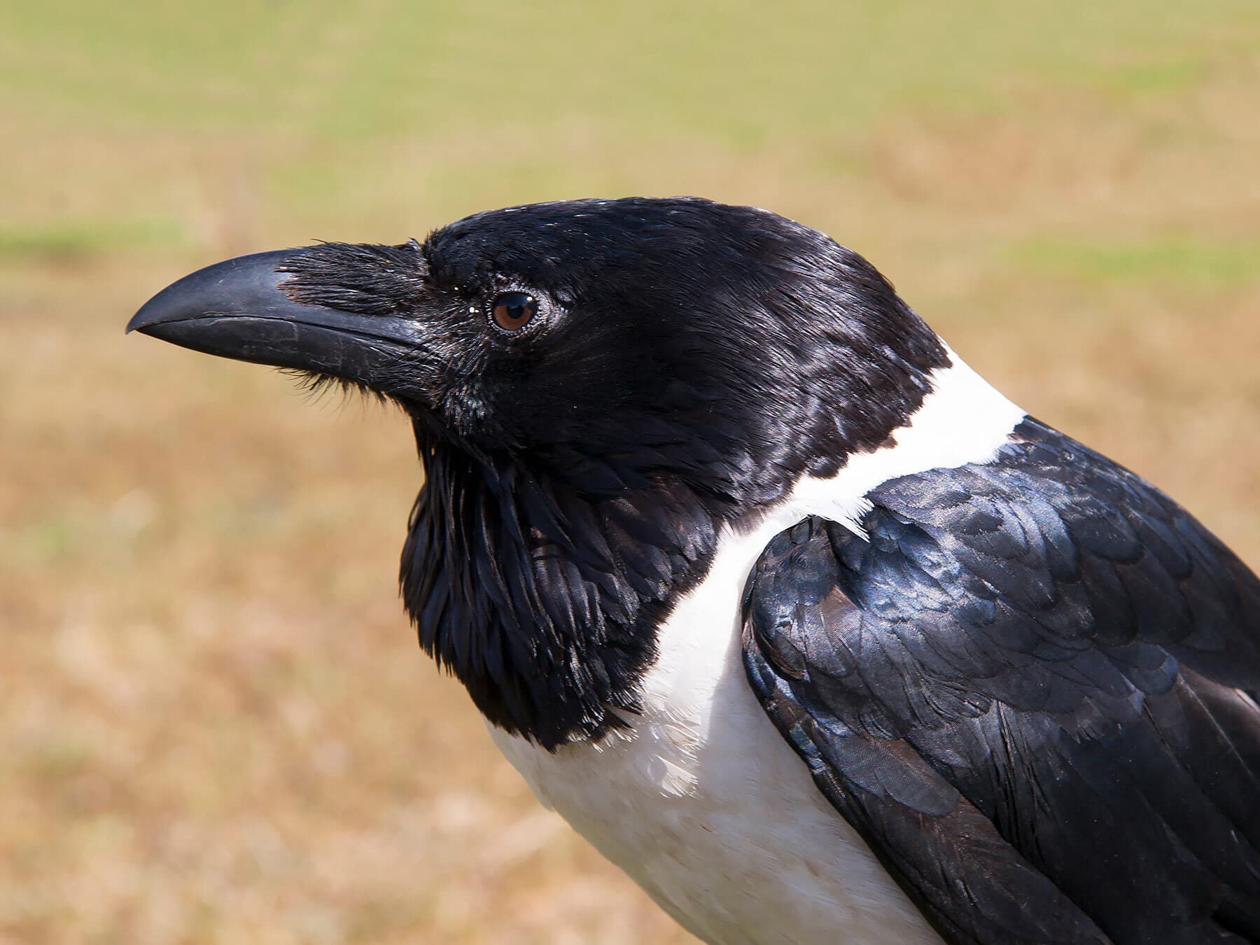 Portrait of a pied crow