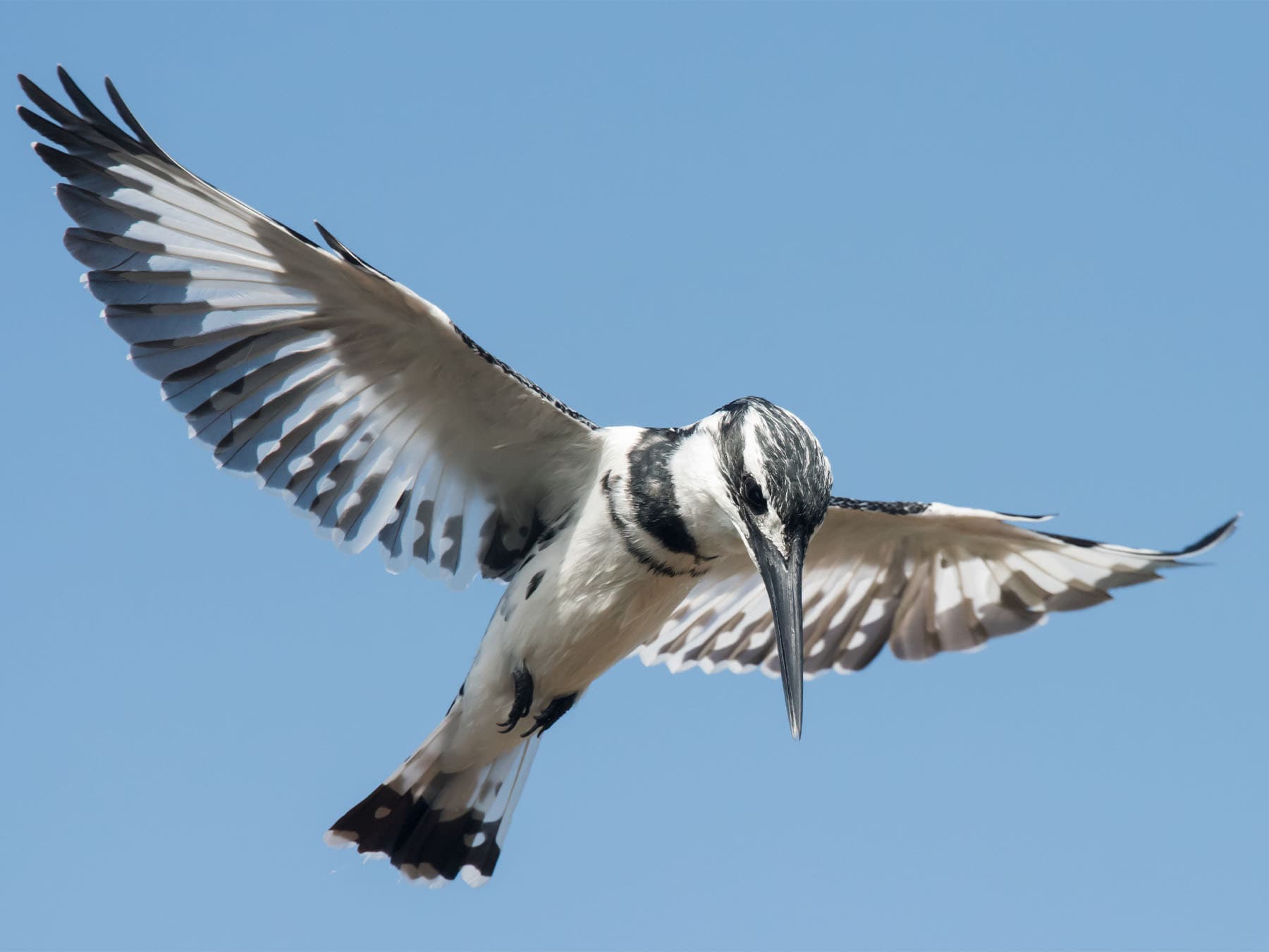 Pied kingfisher hovering in flight