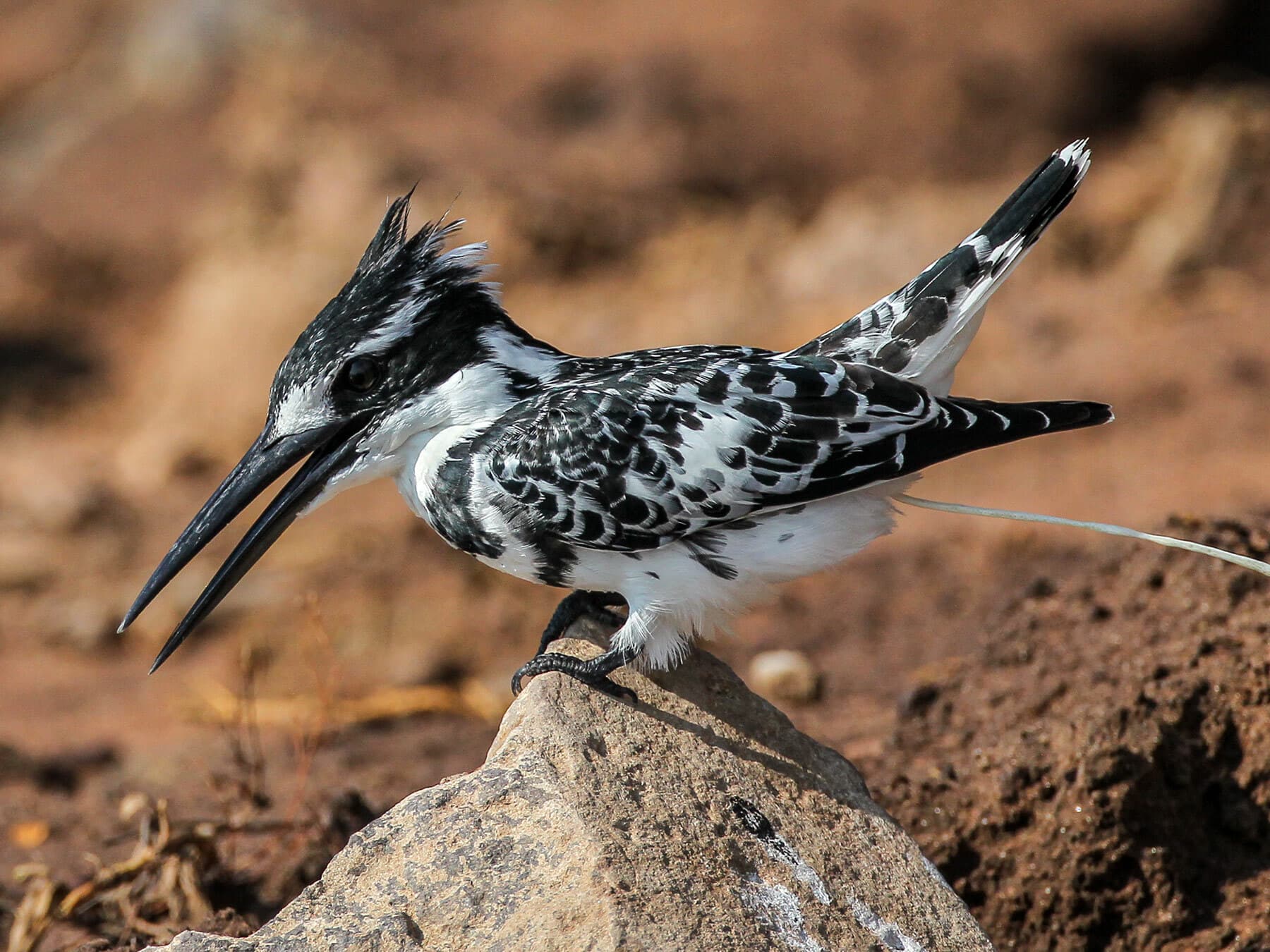 Pied kingfisher