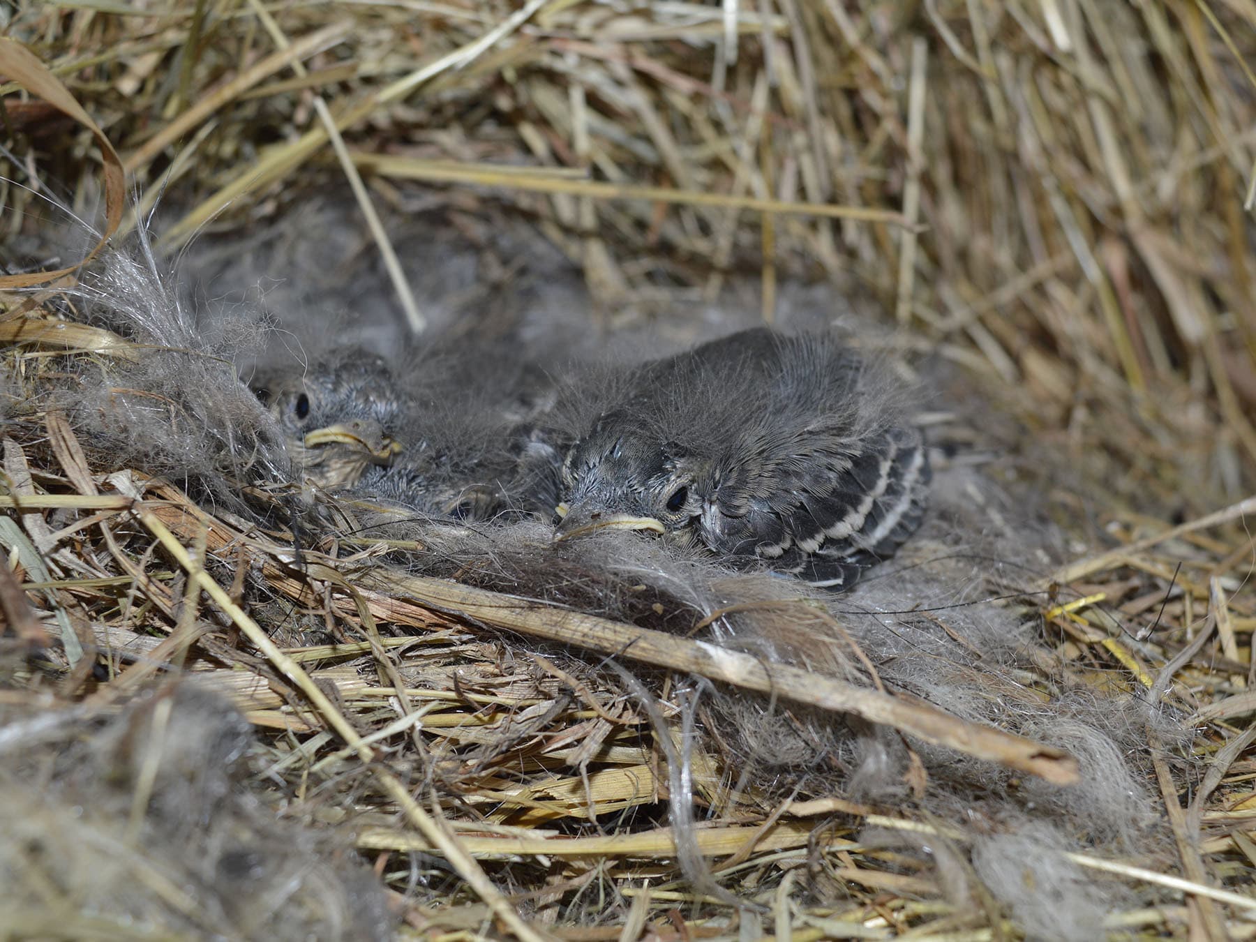 Pied wagtail chicks