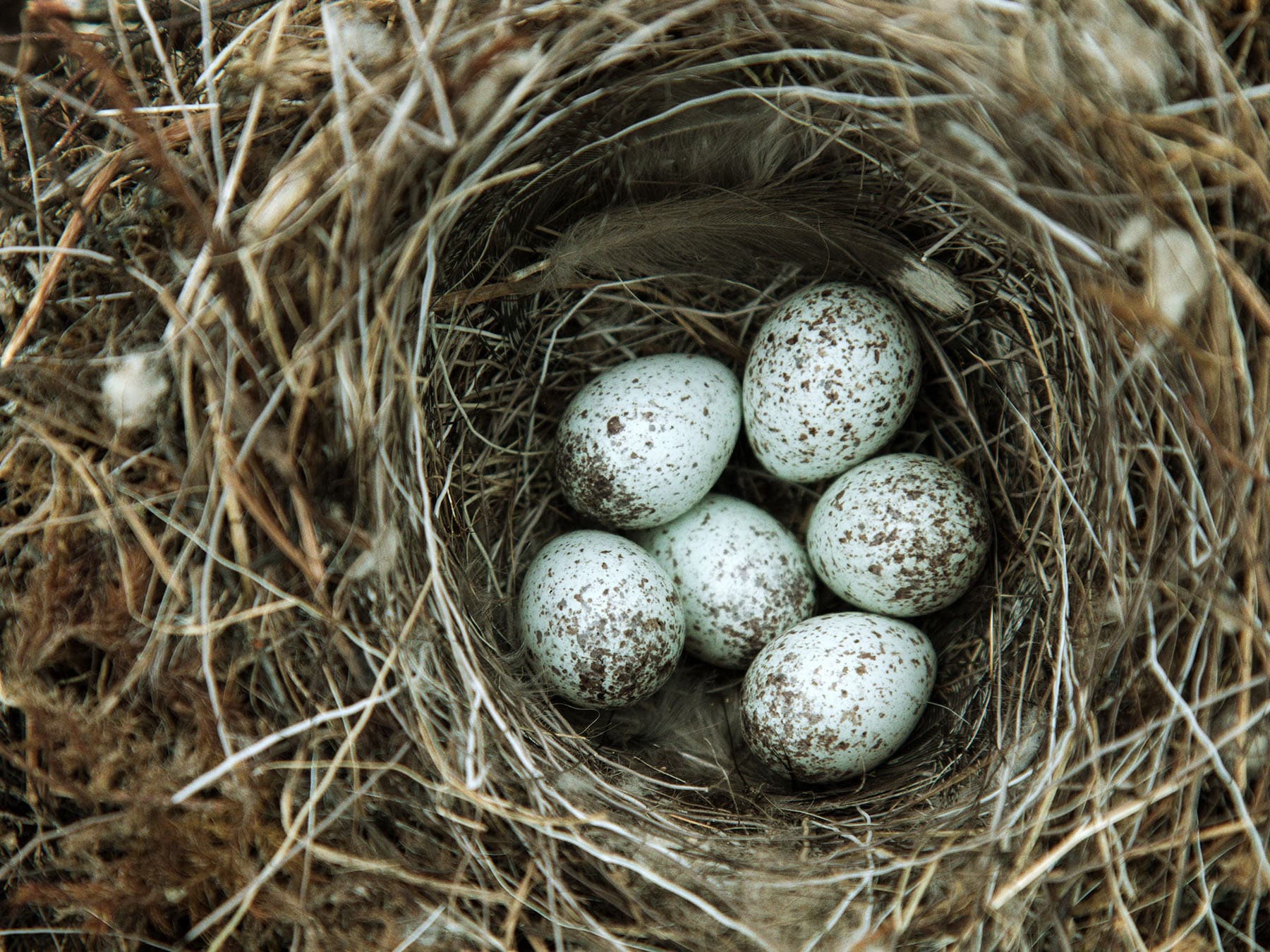Pied wagtail eggs