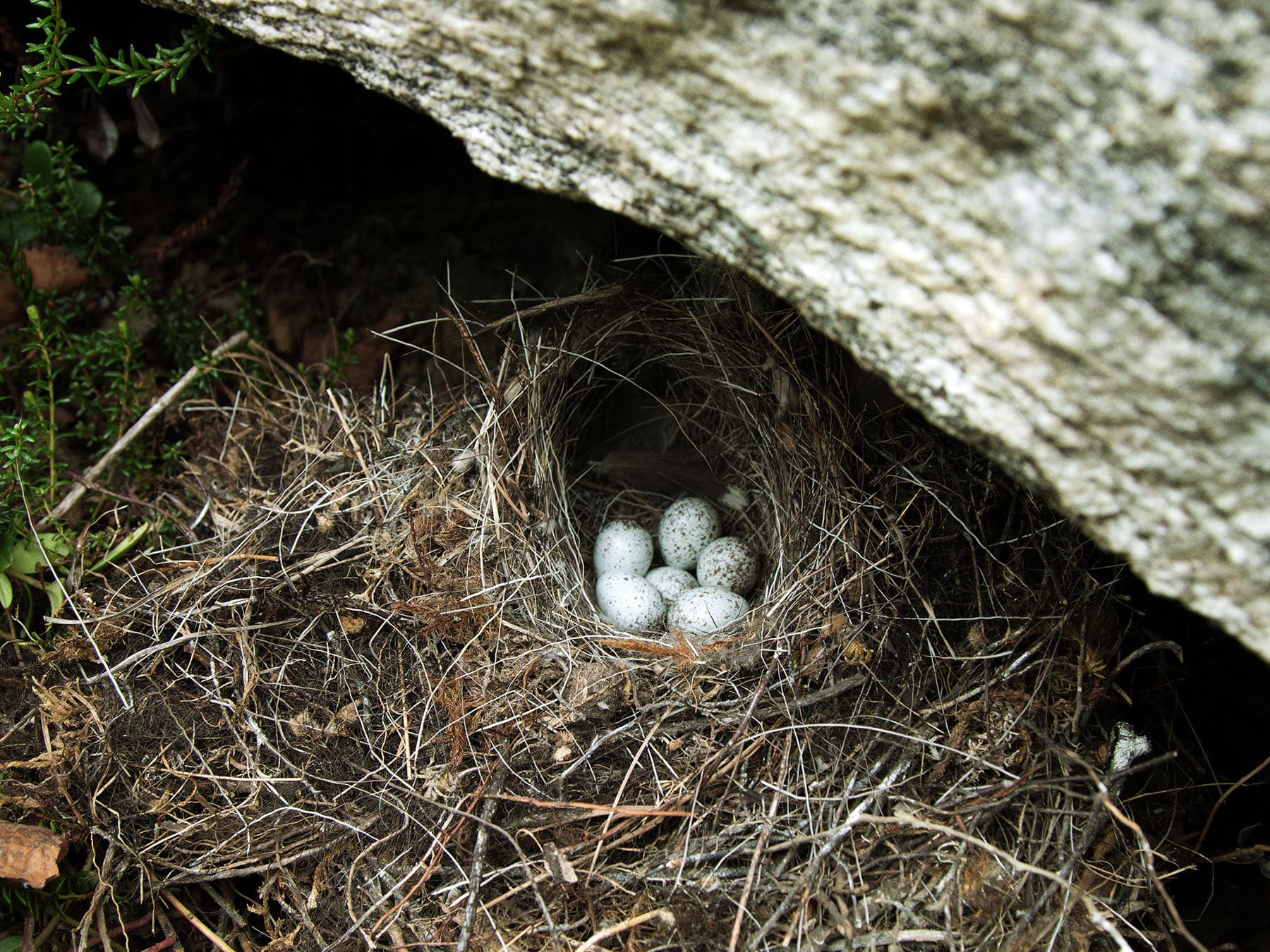 Pied wagtail nest
