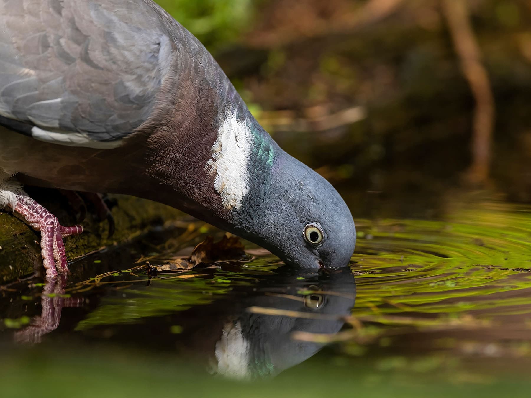 Pigeon drinking water