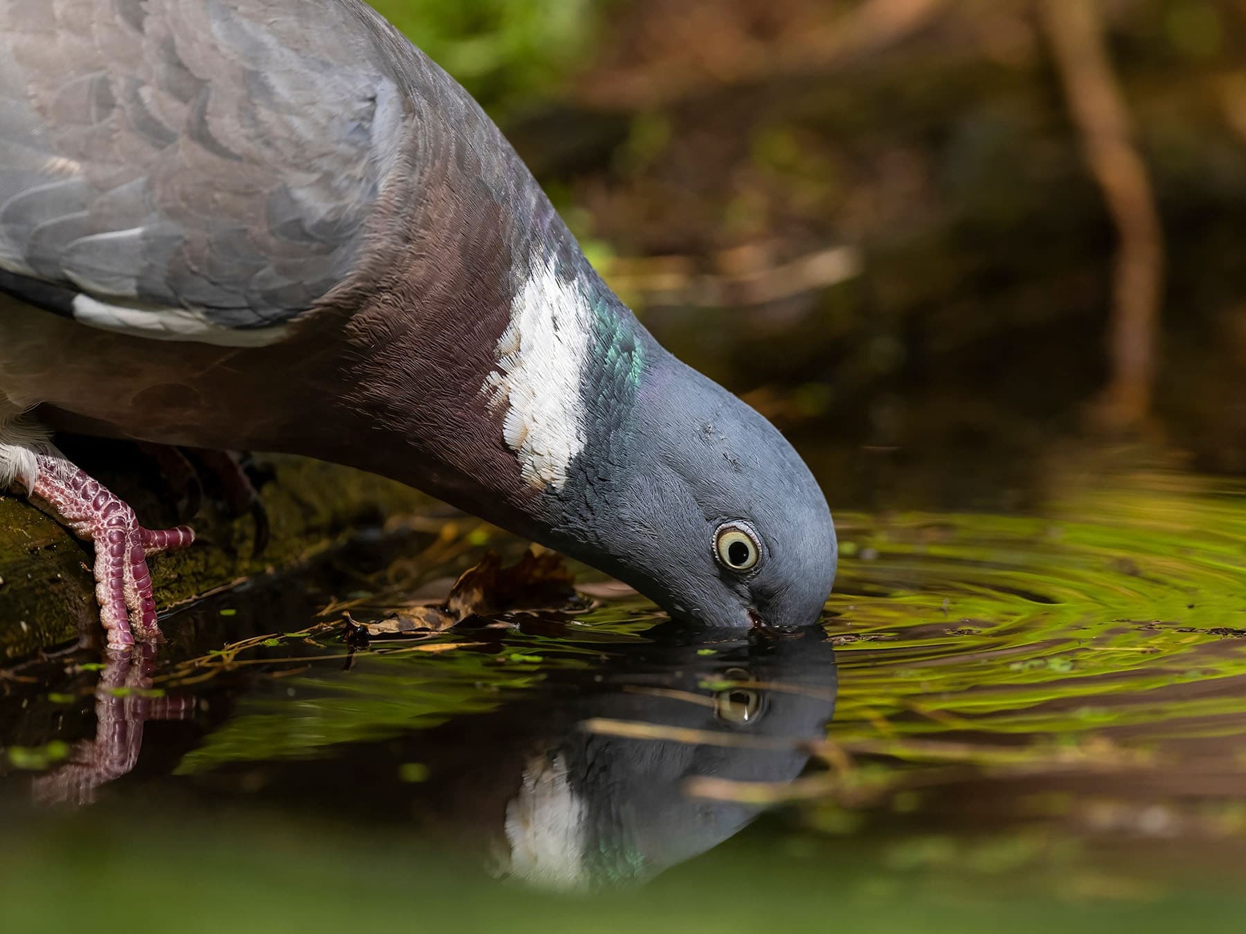 Pigeon drinking
