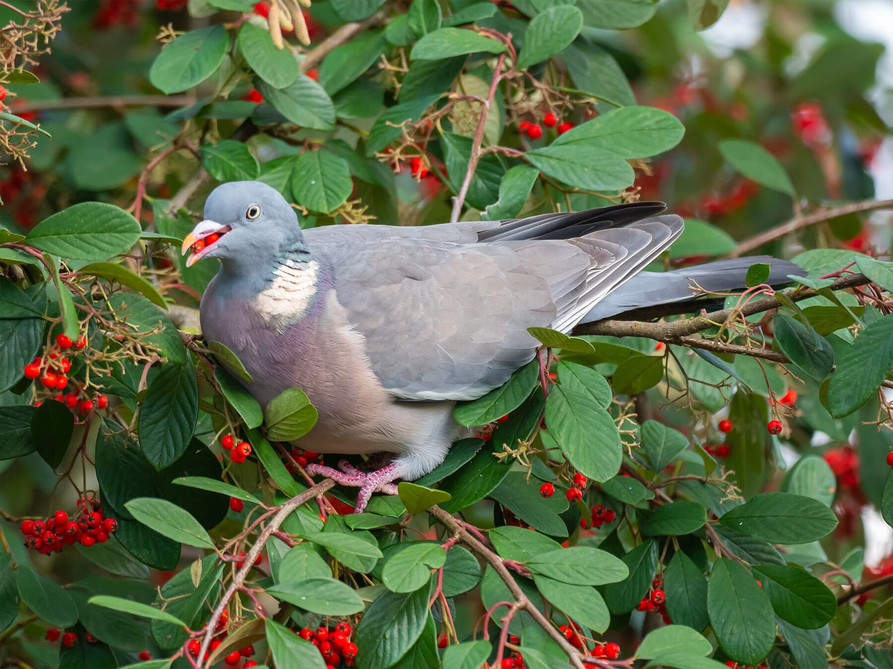 Pigeon eating berries