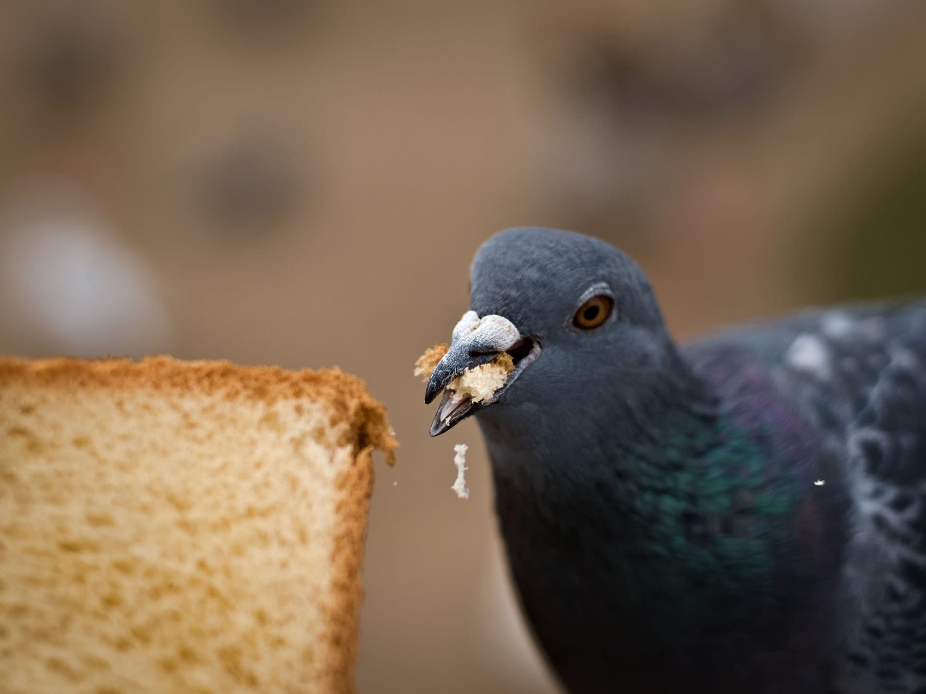 Pigeon eating bread