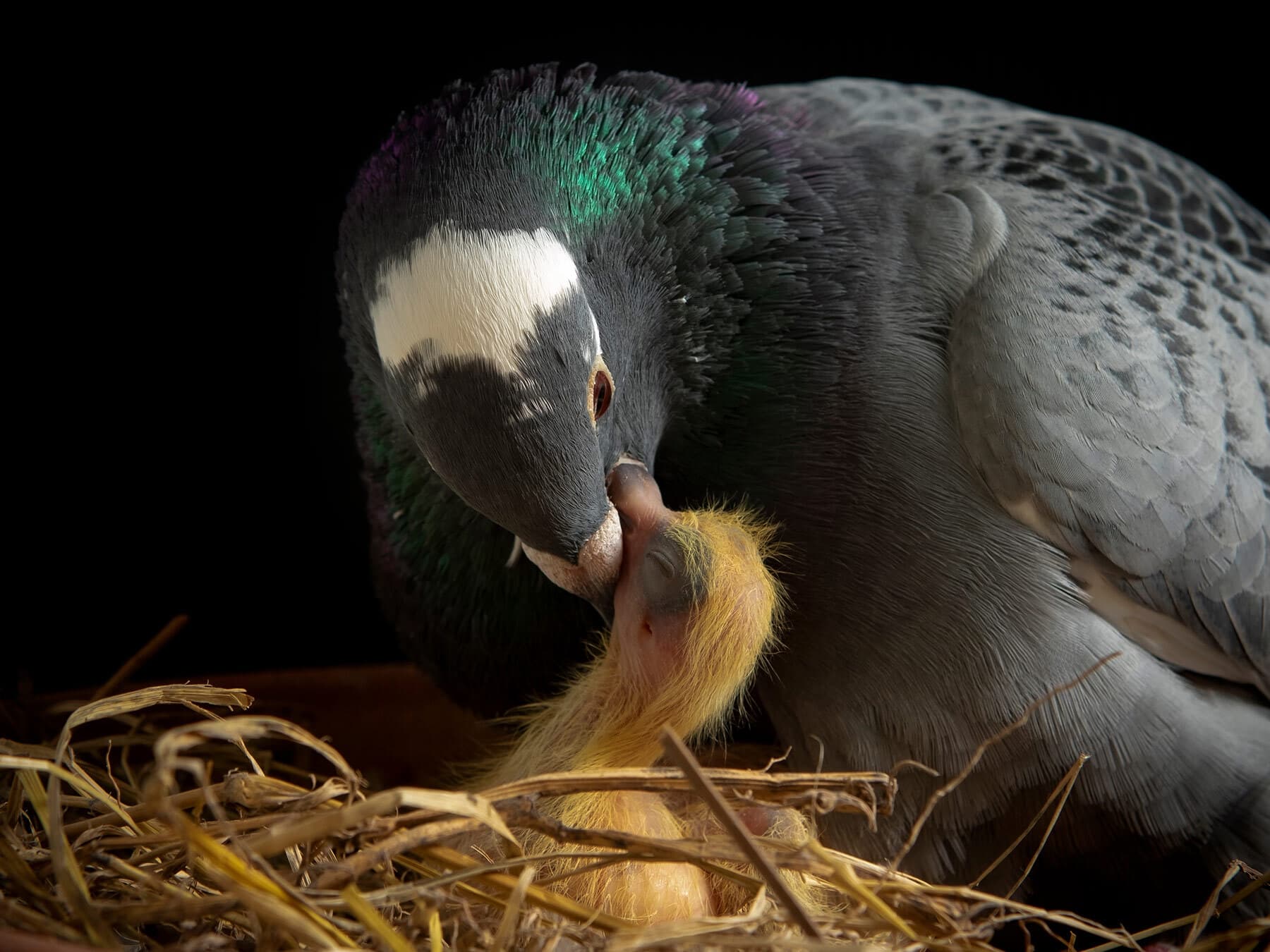 Pigeon feeding baby crop milk
