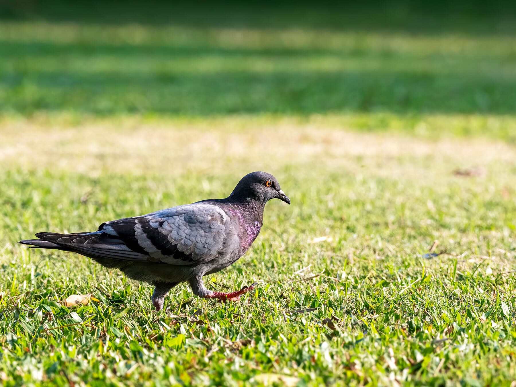 Pigeon foraging on the lawn