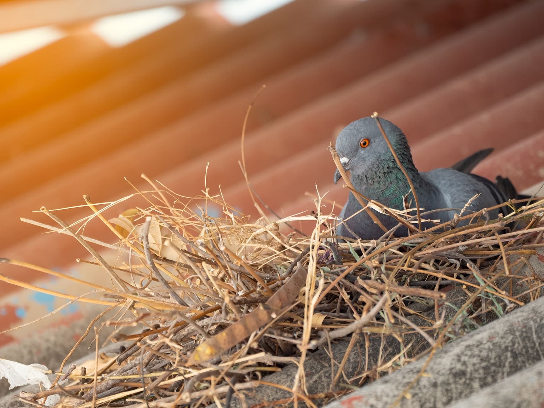 Pigeon nesting in roof