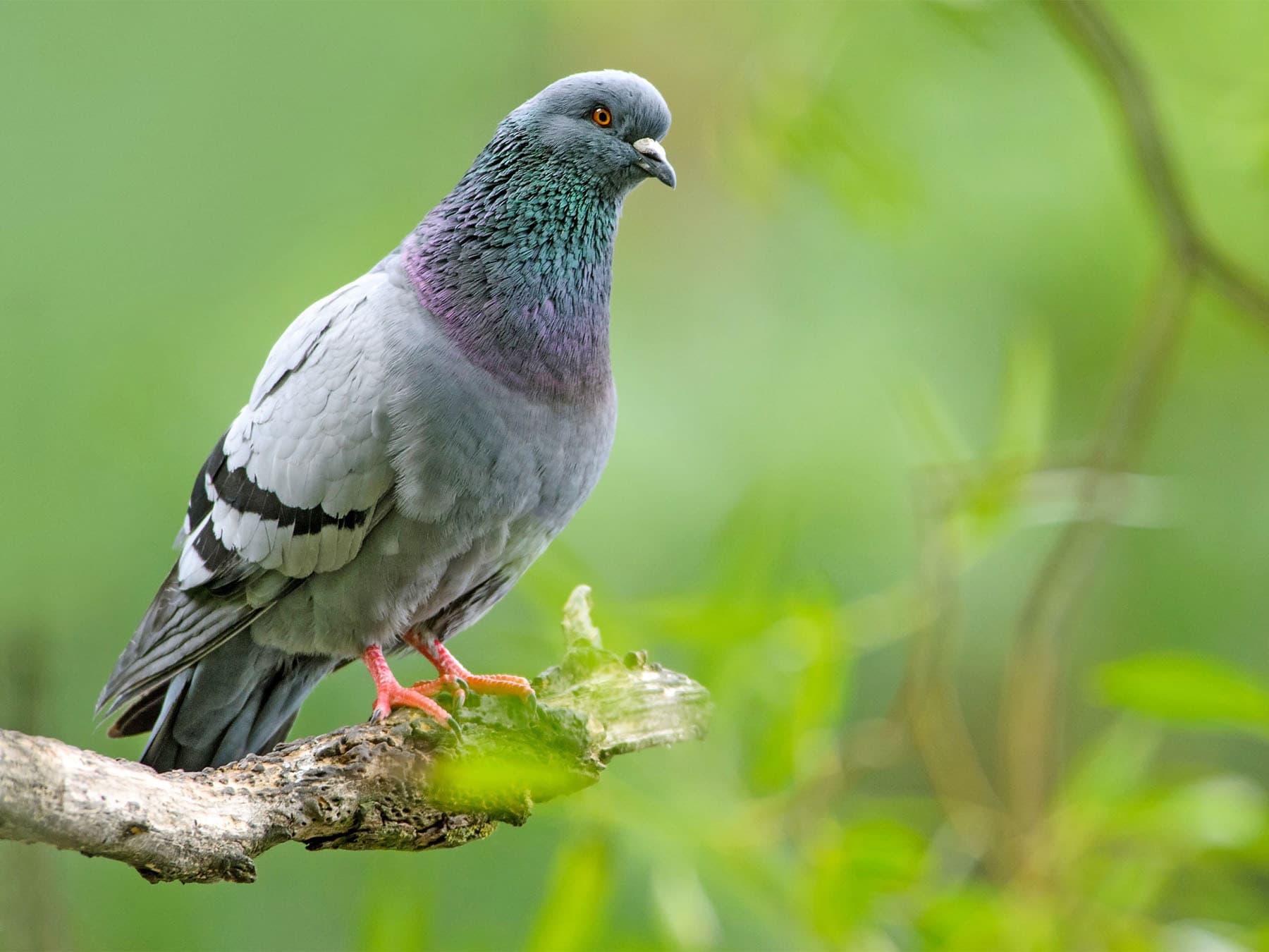 Pigeon perched on branch in park