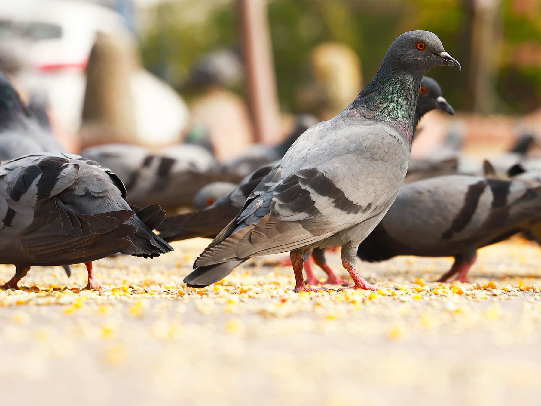 Pigeons feeding on corn