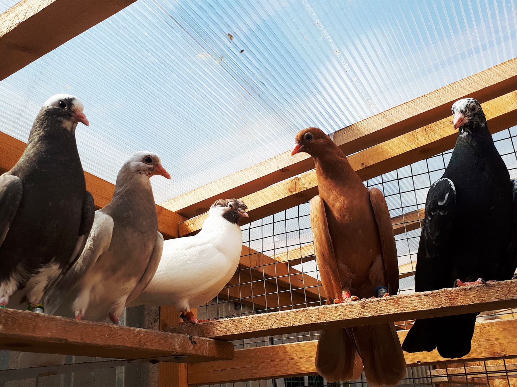 Pigeons in aviary