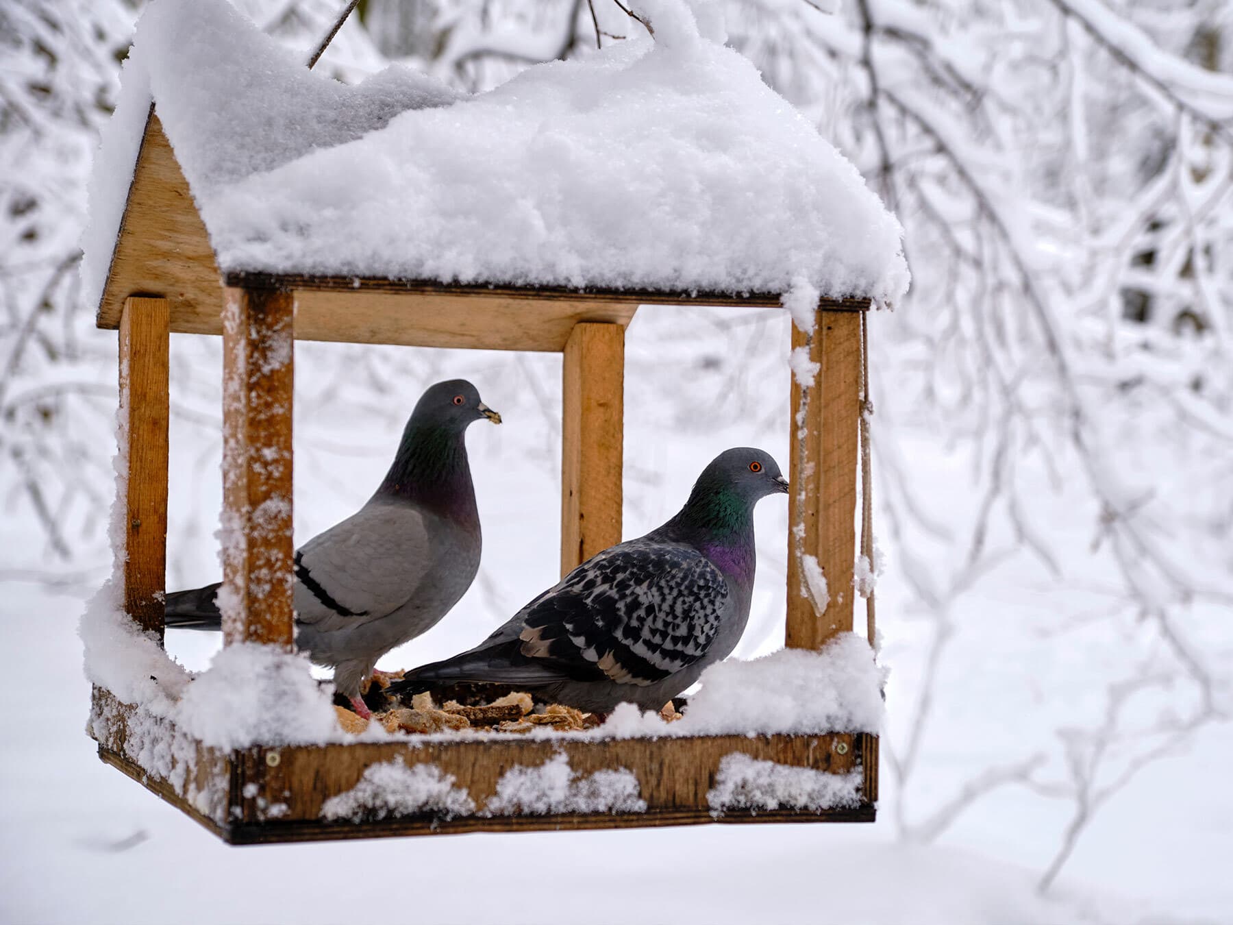 Pigeons on a bird feeder