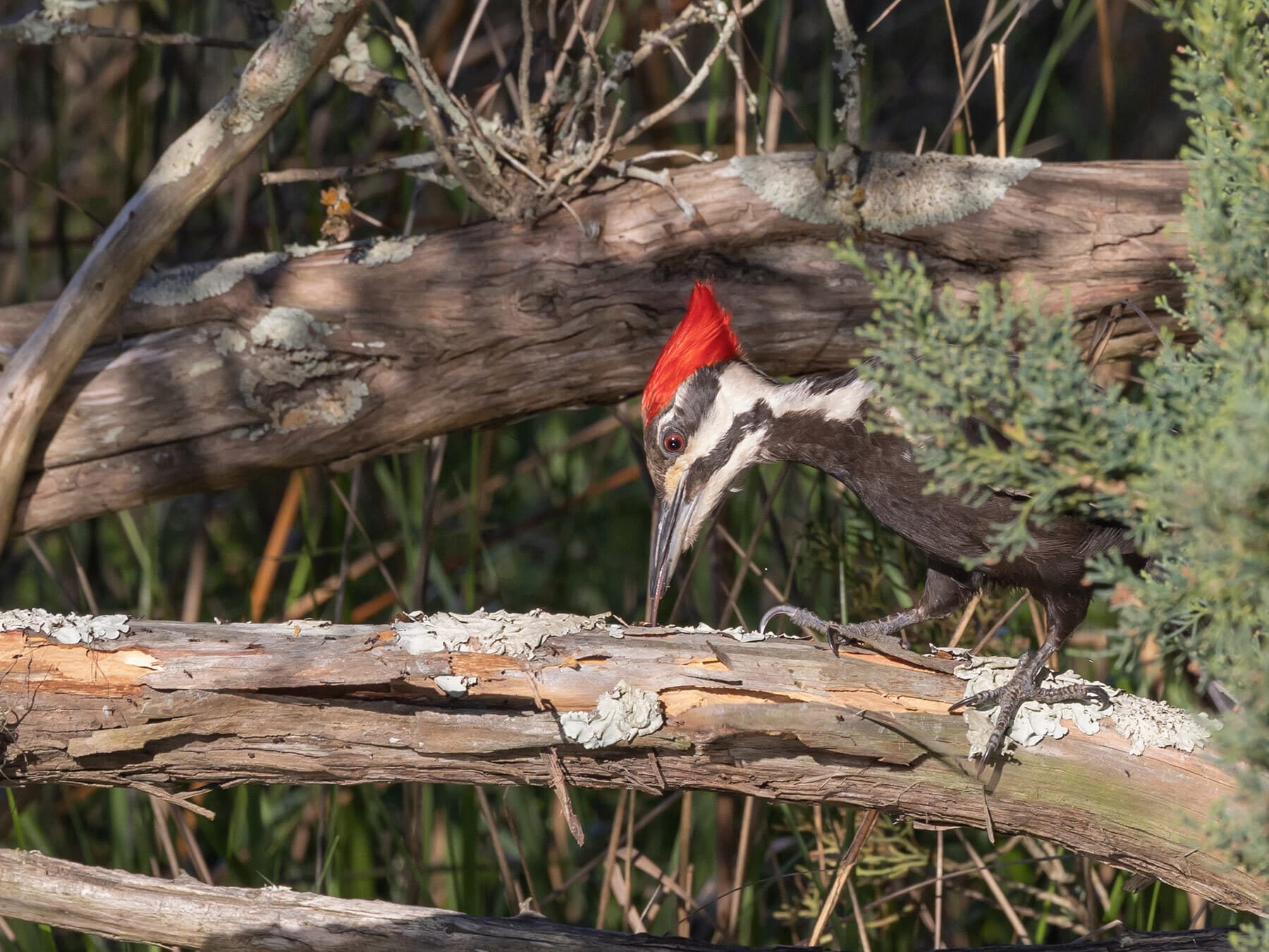 Pileated woodpecker eating ants