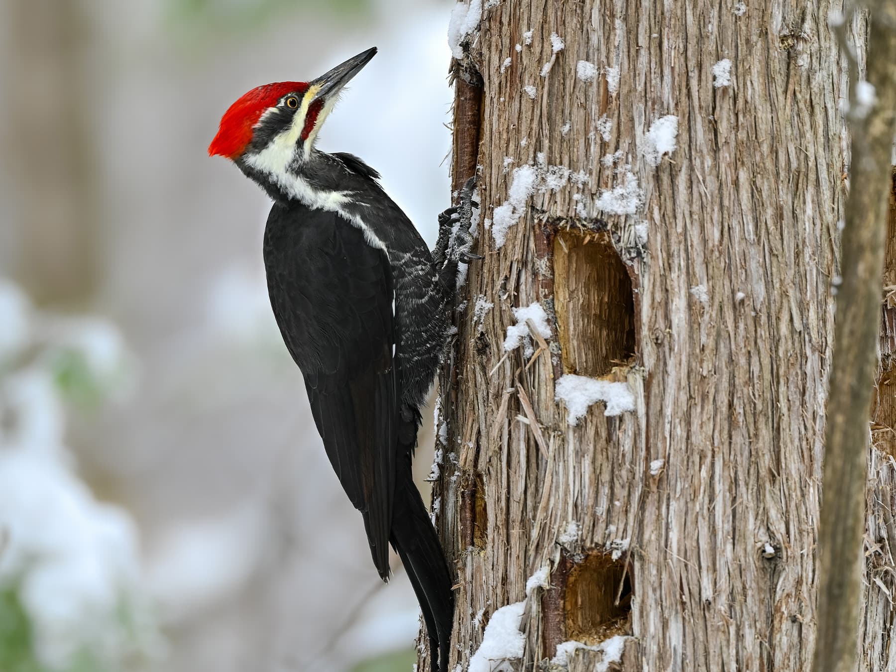 Pileated woodpecker outside roosting area