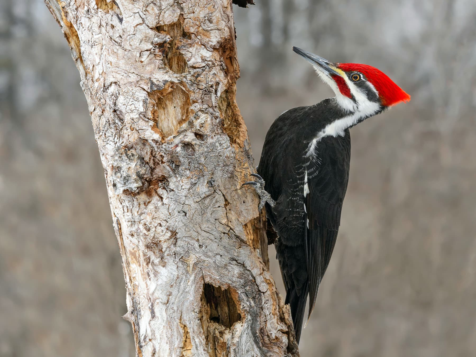 Pileated Woodpecker